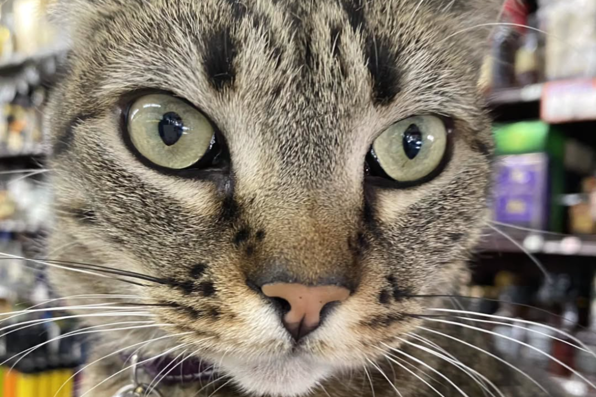 A close-up of a tabby cat with green eyes, a pink nose, black markings, and a collar with a bell, set against a blurred store background.
