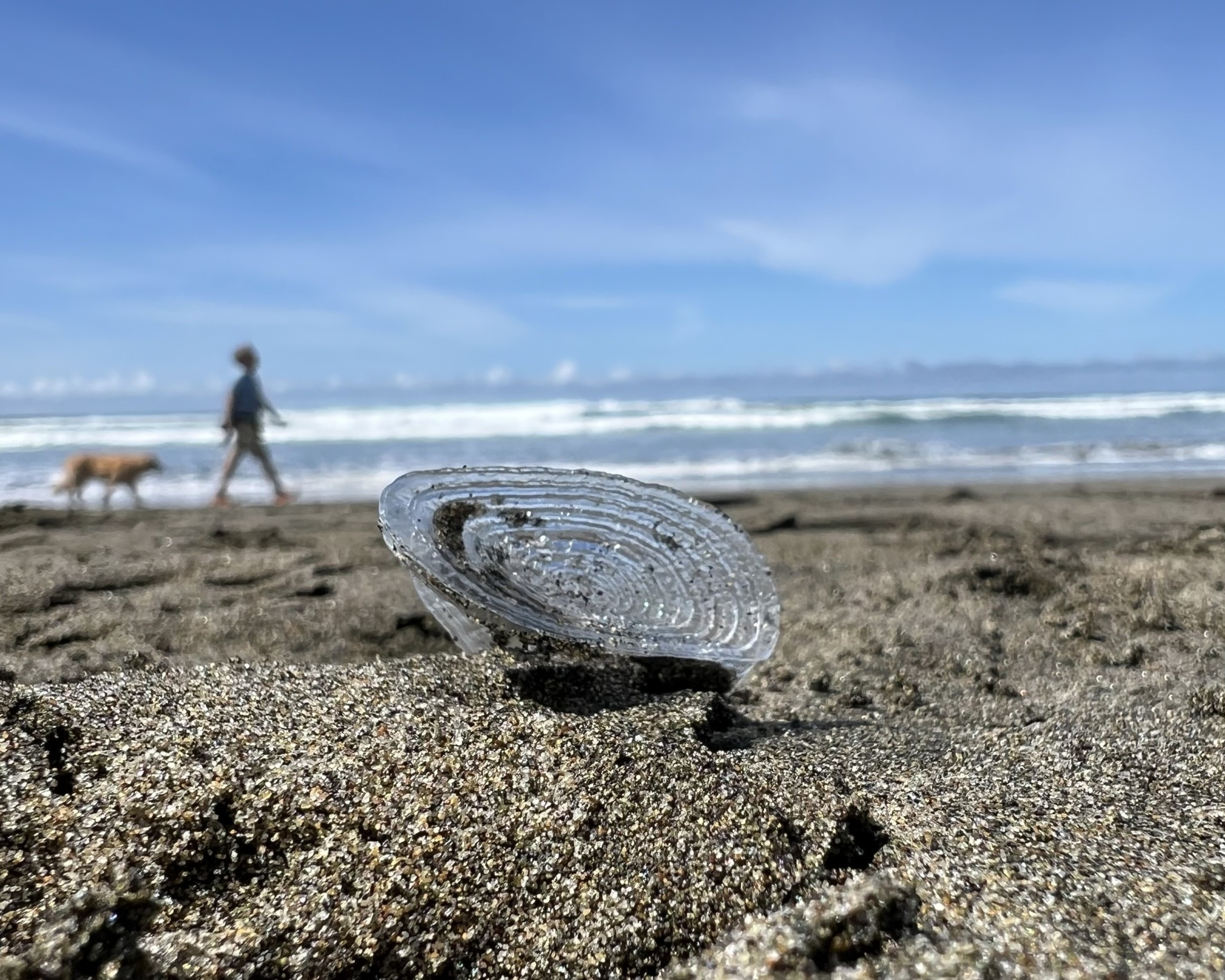 A clear jellyfish rests on the sand with a person and a dog walking by the ocean in the background.