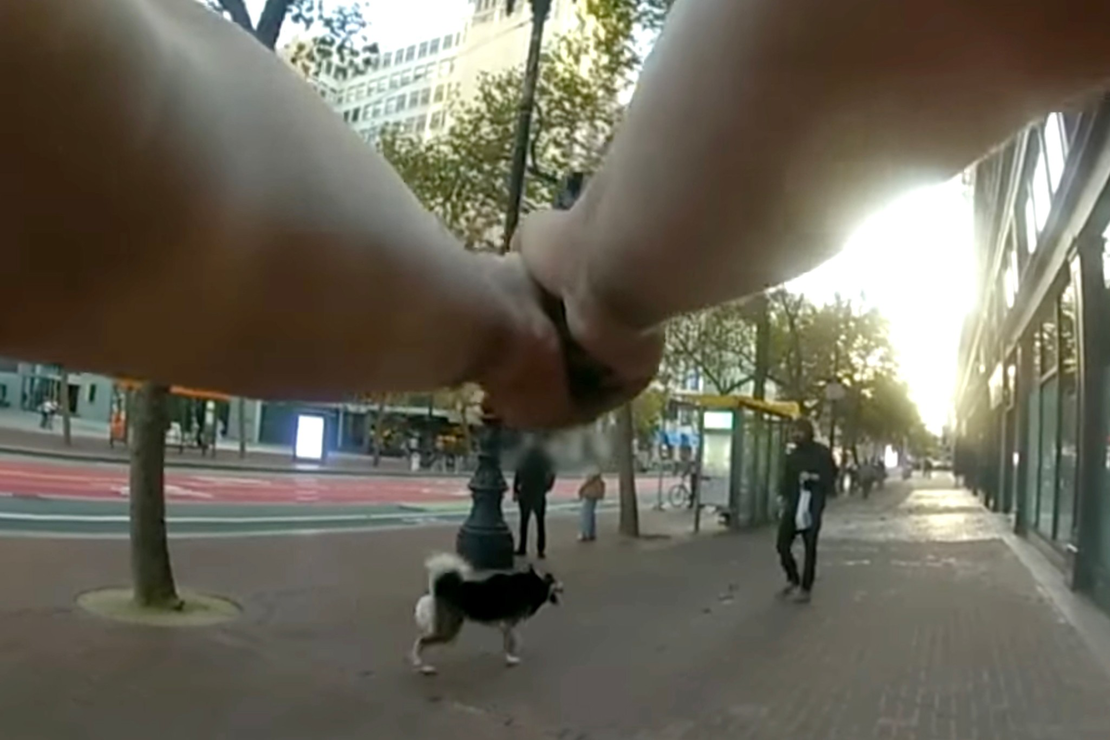 Two hands hold a dog’s leash while walking on a city sidewalk with trees, people, and buildings visible in the background at sunset.