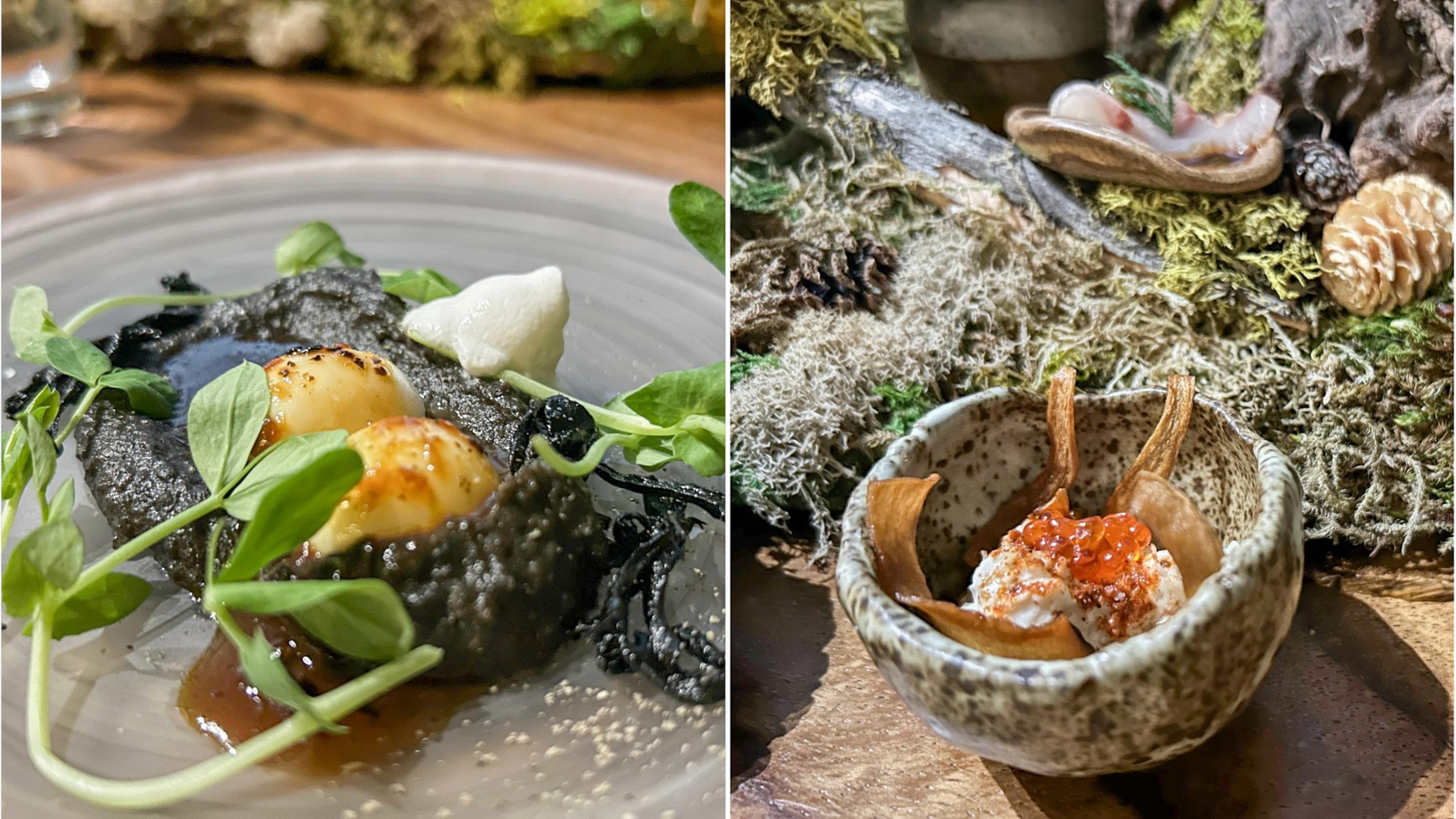 Two gourmet dishes: one with scallops on a dark sauce, and another in a bowl with a mossy backdrop.