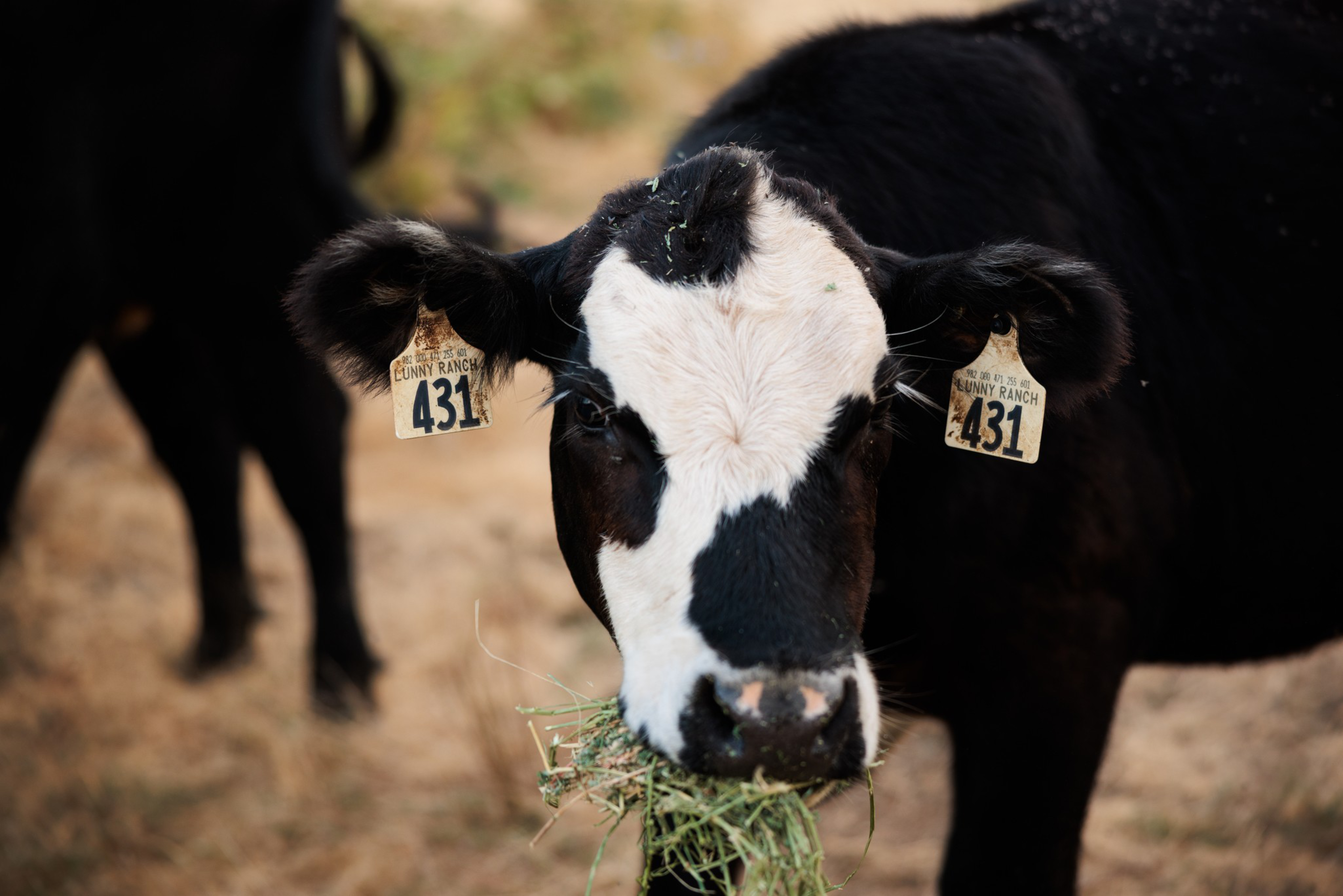 A black and white cow with ear tags numbered 431 chews on hay in a dry, grassy area.