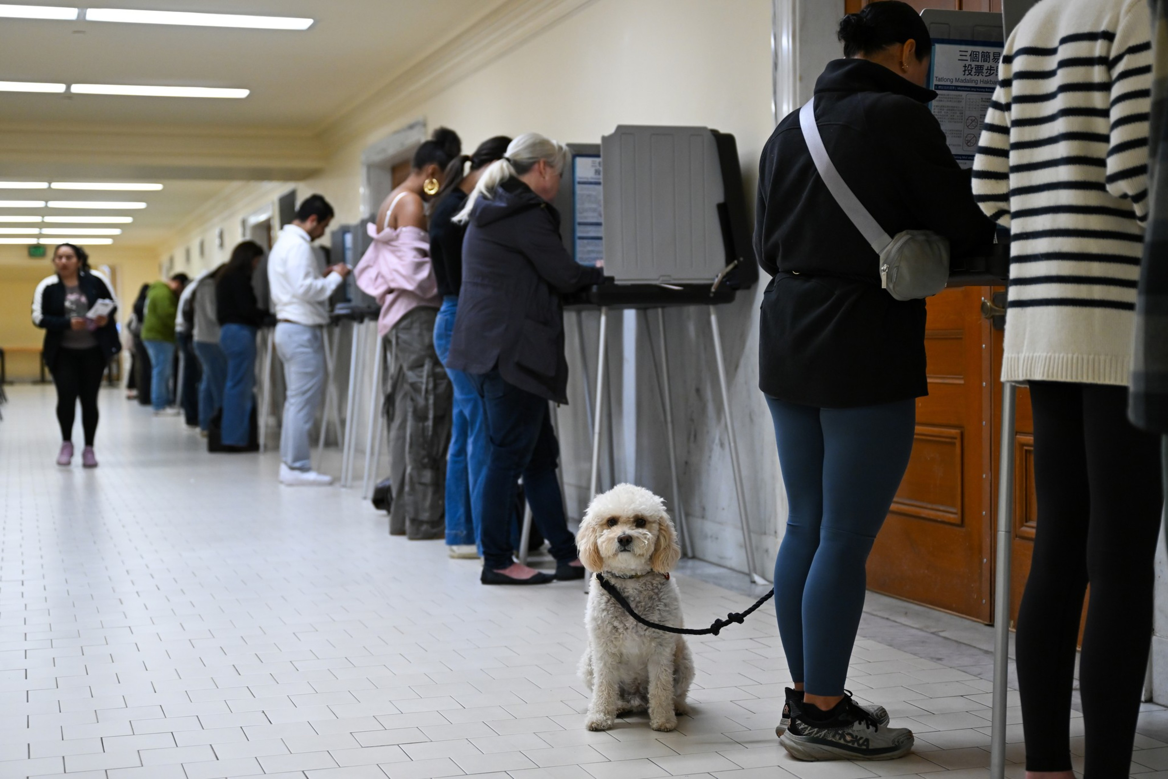 People are lined up at voting booths in a hallway, with a small white dog on a leash sitting near one of the voters.
