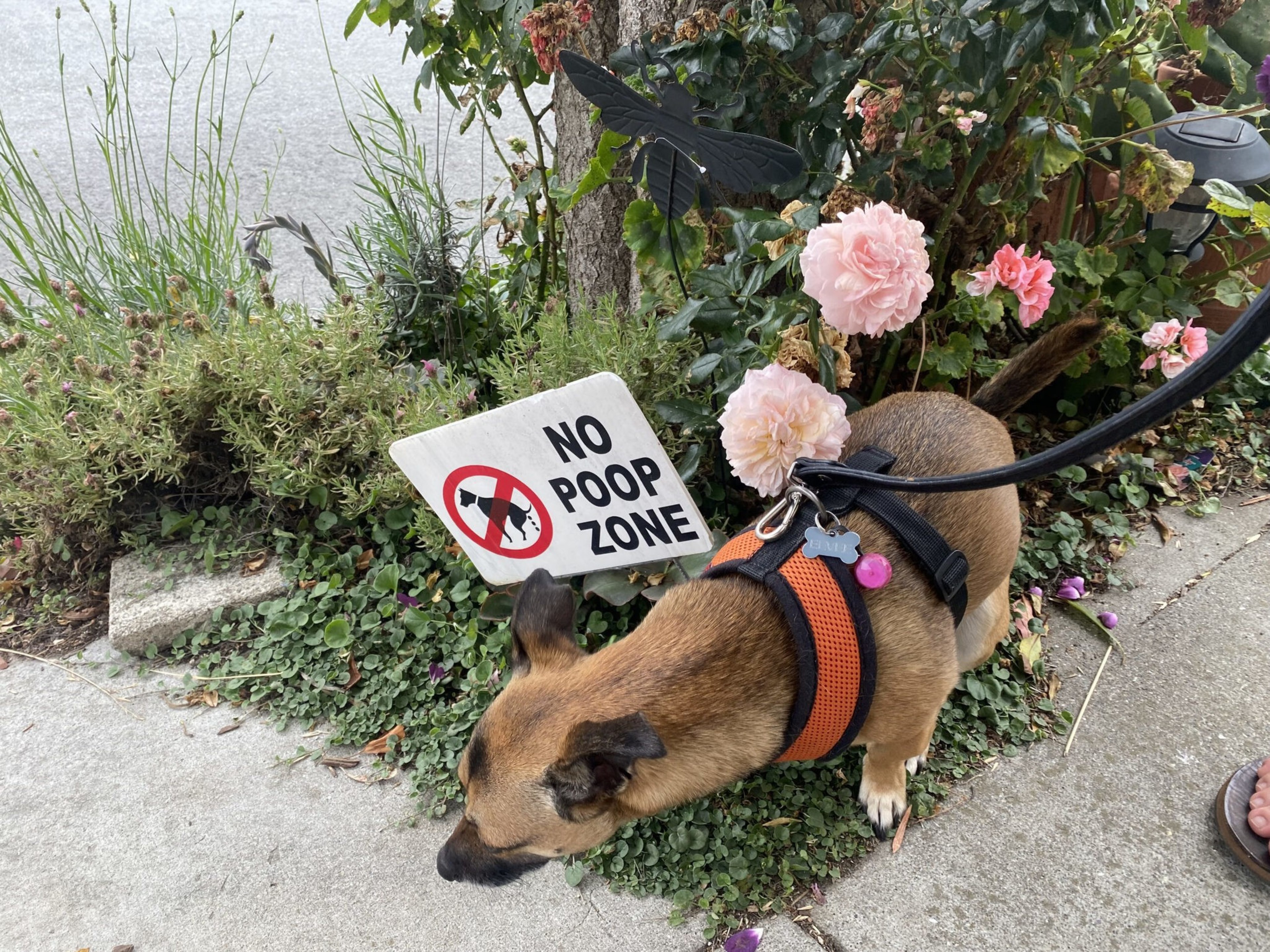 A small brown dog in an orange harness pees near a "No Poop Zone" sign by a sidewalk with pink flowers and greenery.