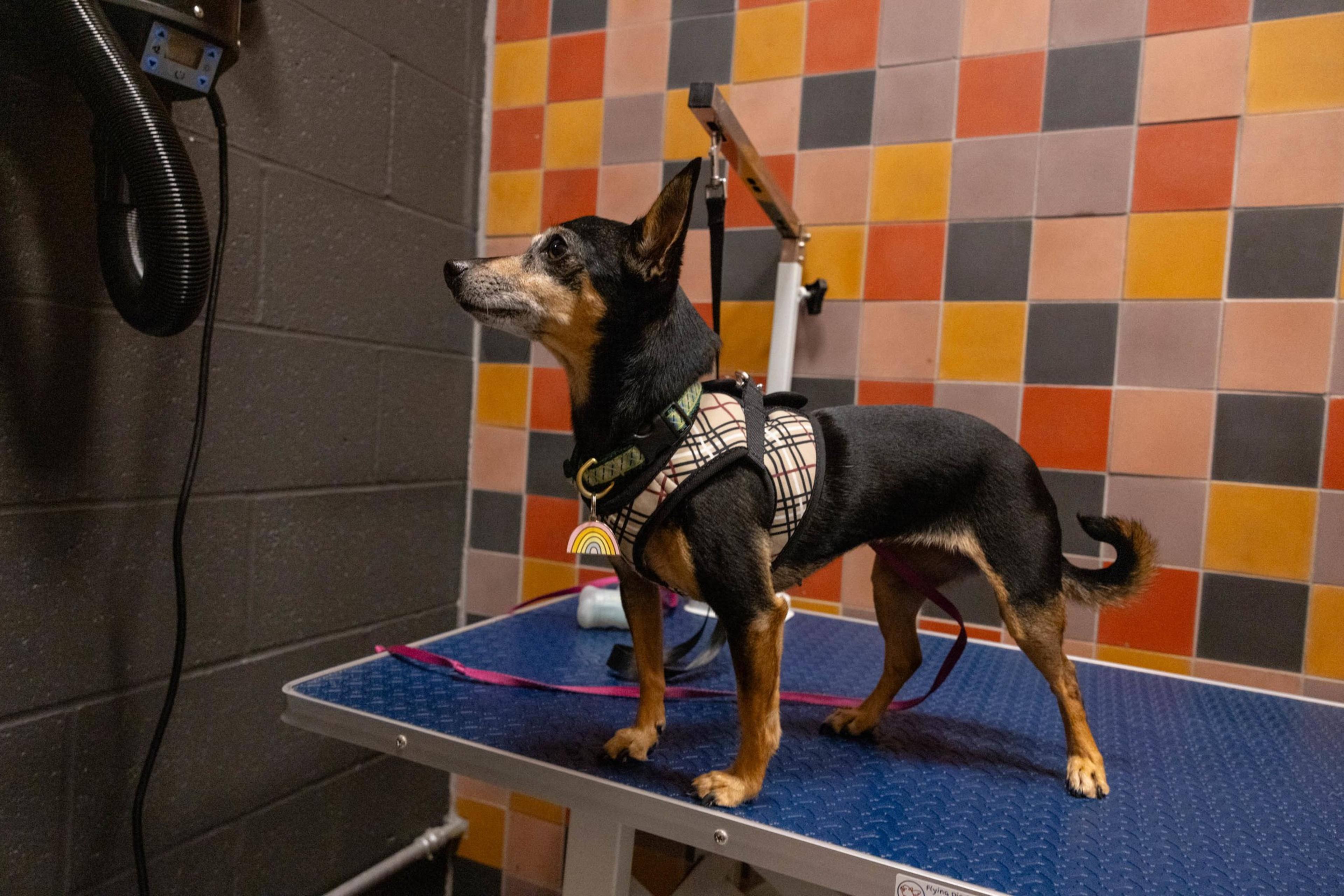 A small black and tan dog wearing a plaid harness stands on a blue grooming table with a colorful tiled wall in the background.