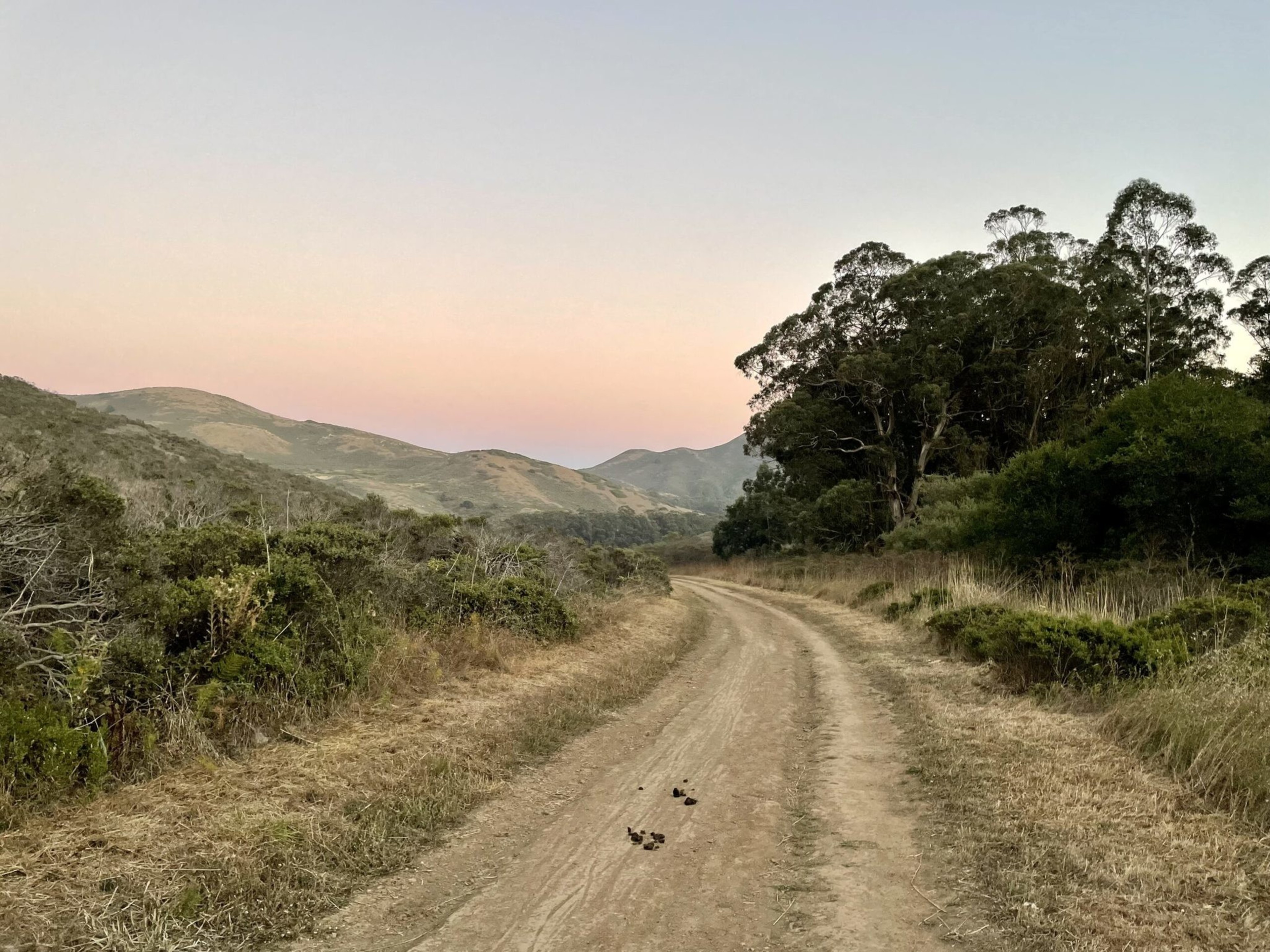 A dirt road curves gently through dry grass and bushes, leading toward distant hills under a pastel sunset sky with tall trees on the right side.