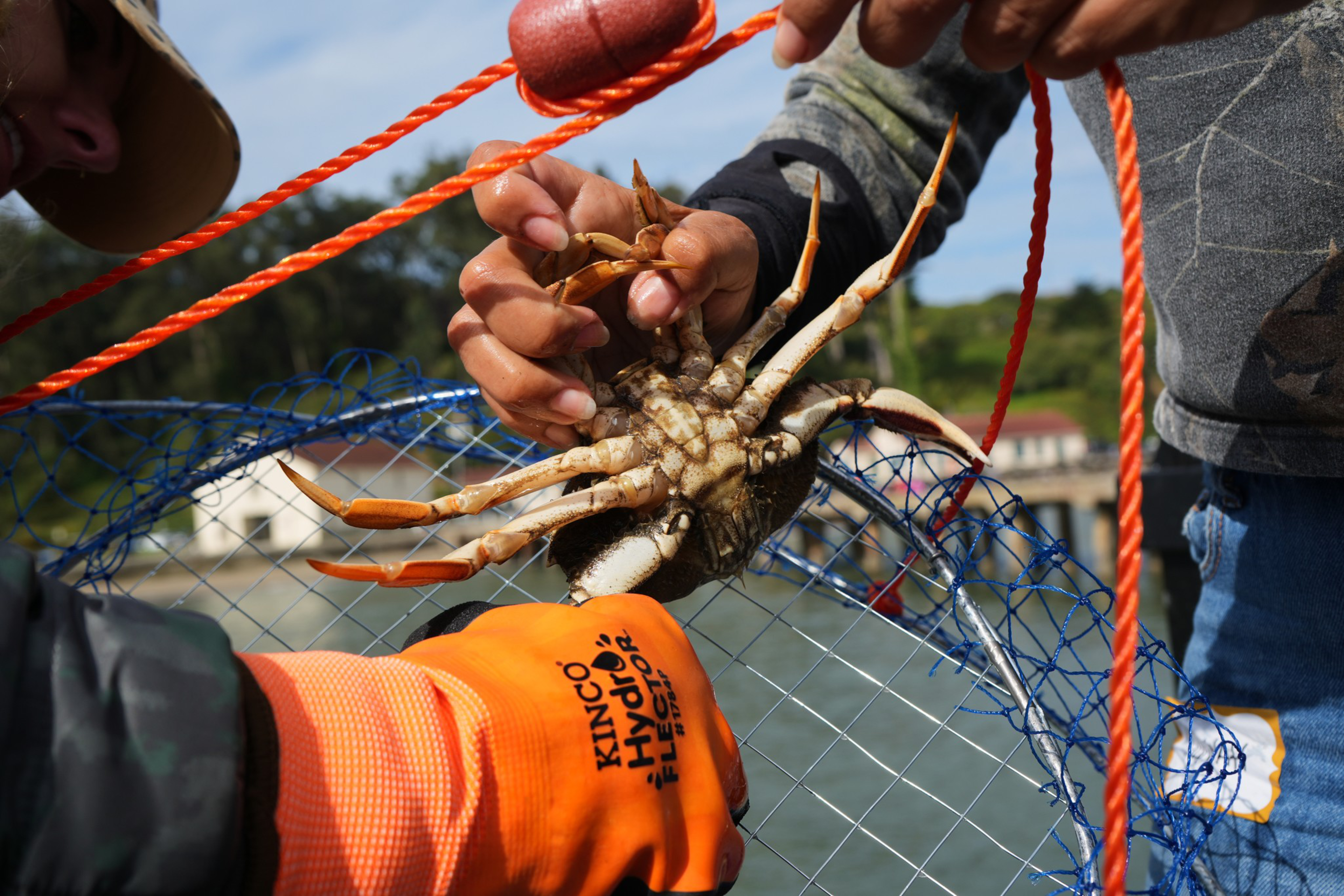 Two people handle a live crab caught in a blue net, one wearing an orange glove labeled "KINGO Hydro Filter" while the other holds the crab by its claws.