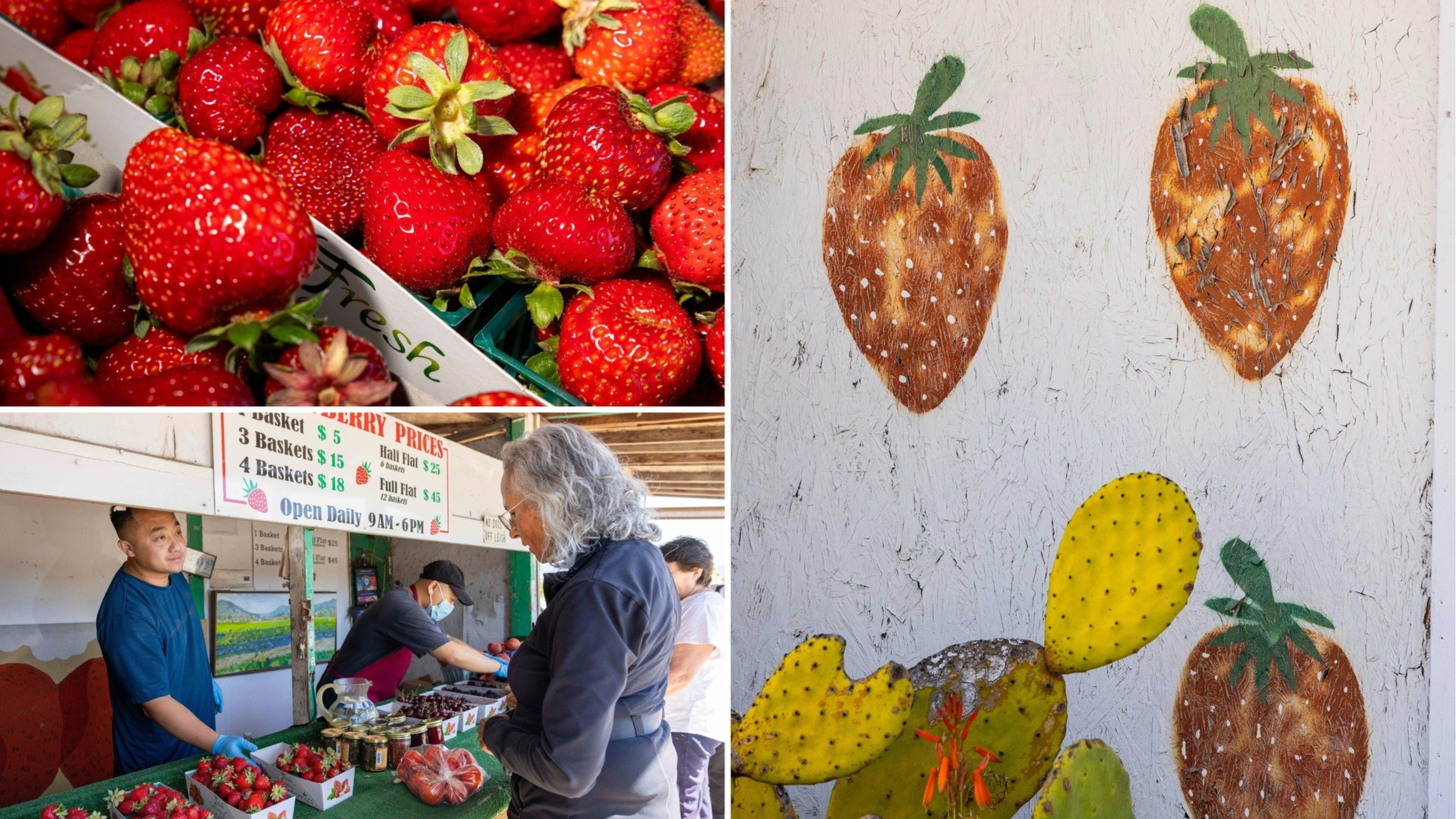 Bright red strawberries fill baskets at a market stand where a woman buys them, while a nearby wall displays painted strawberries and prickly pear cactus.