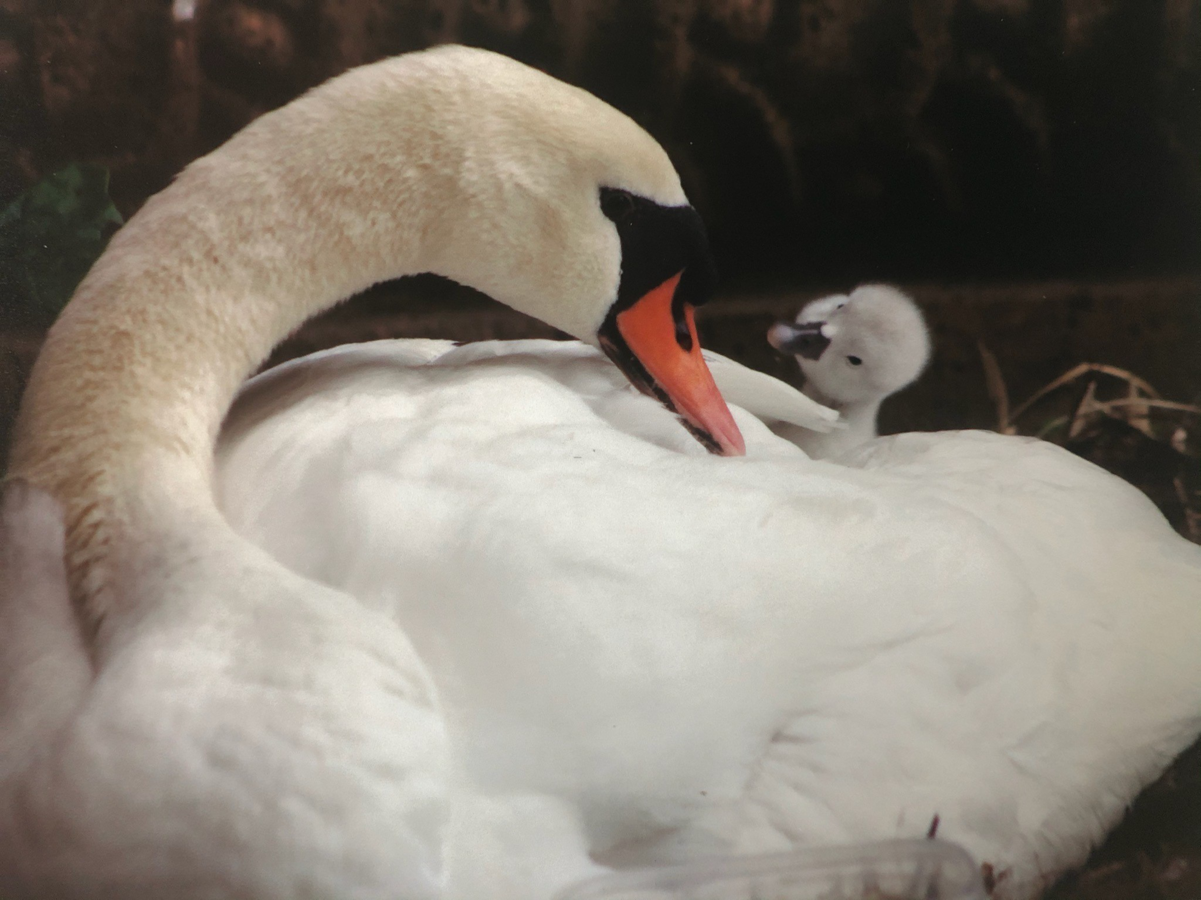 A white swan with an orange beak gently watches over a small, fluffy cygnet nestled on its back.