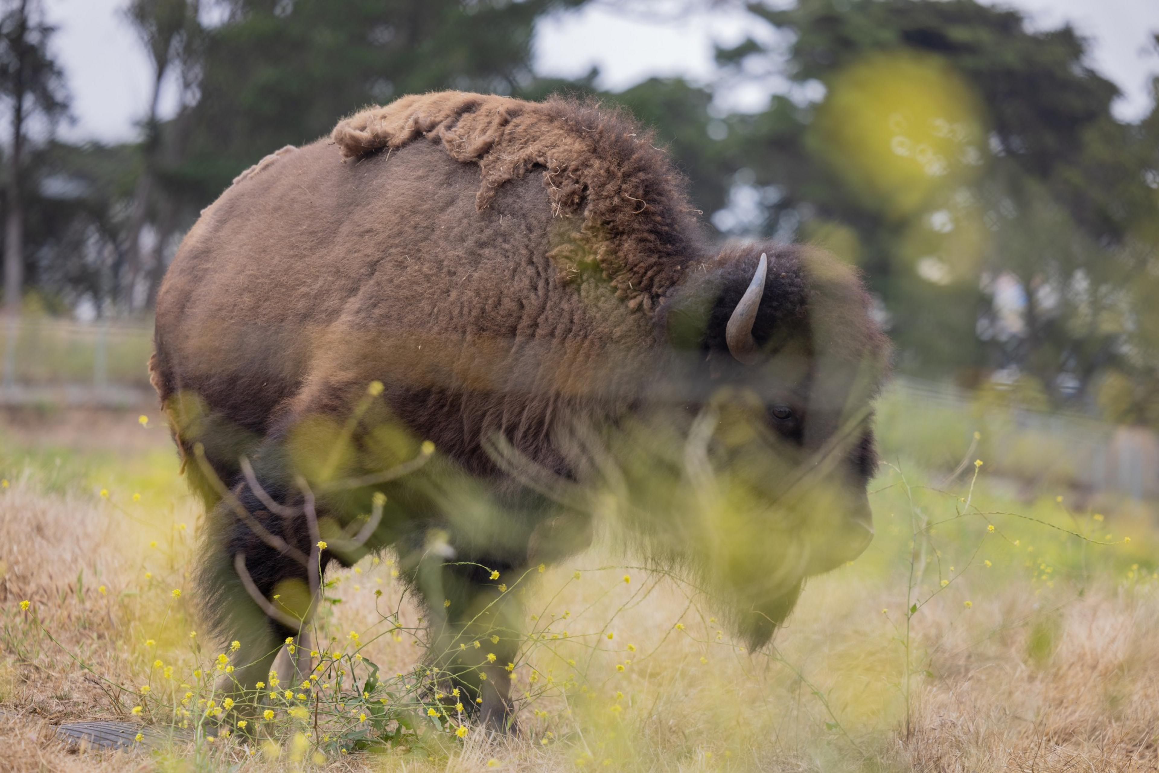 A large bison with shaggy brown fur grazes in a grassy field with yellow wildflowers and trees in the background.