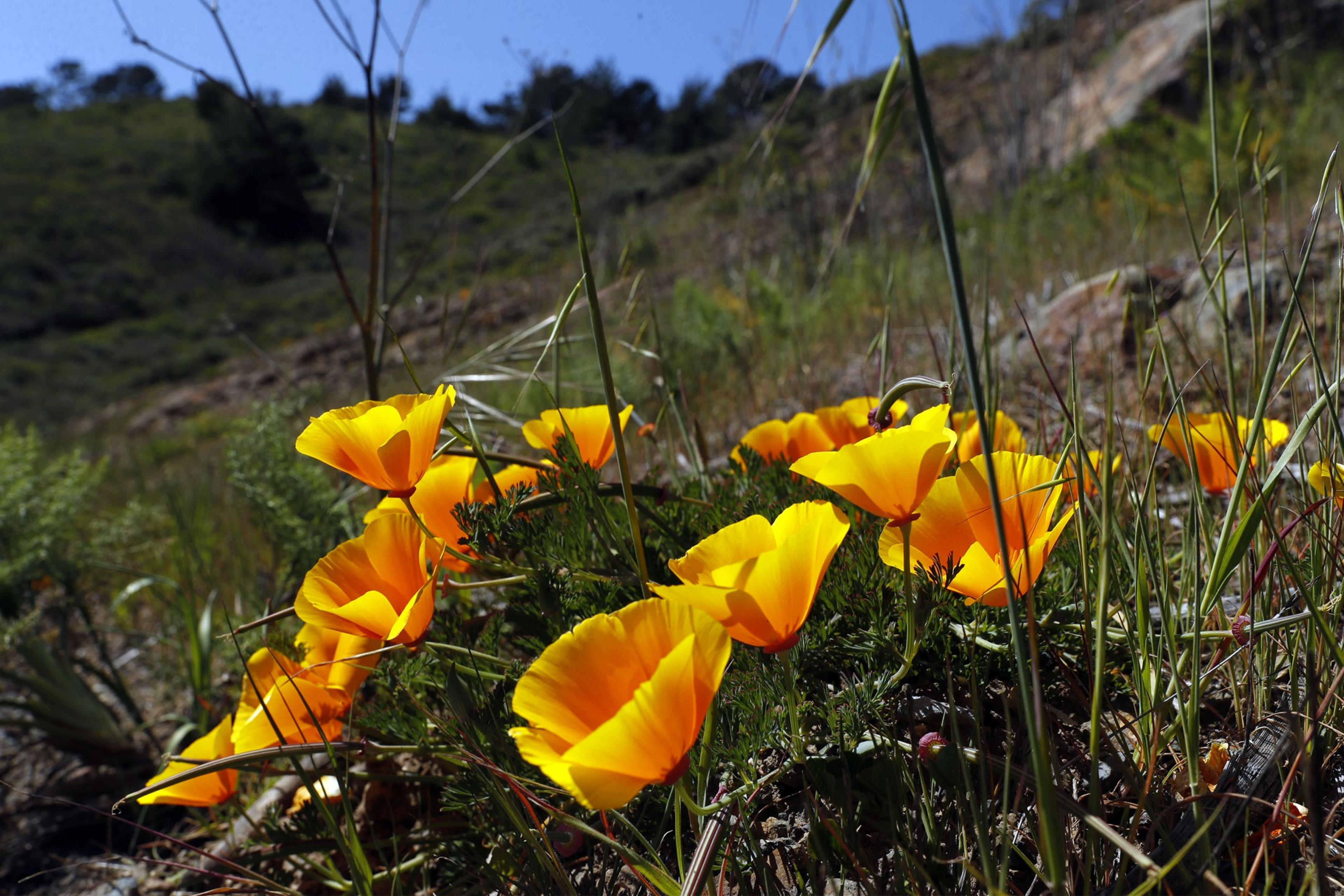 Bright orange poppies in sunlight against a backdrop of green hills and blue sky.