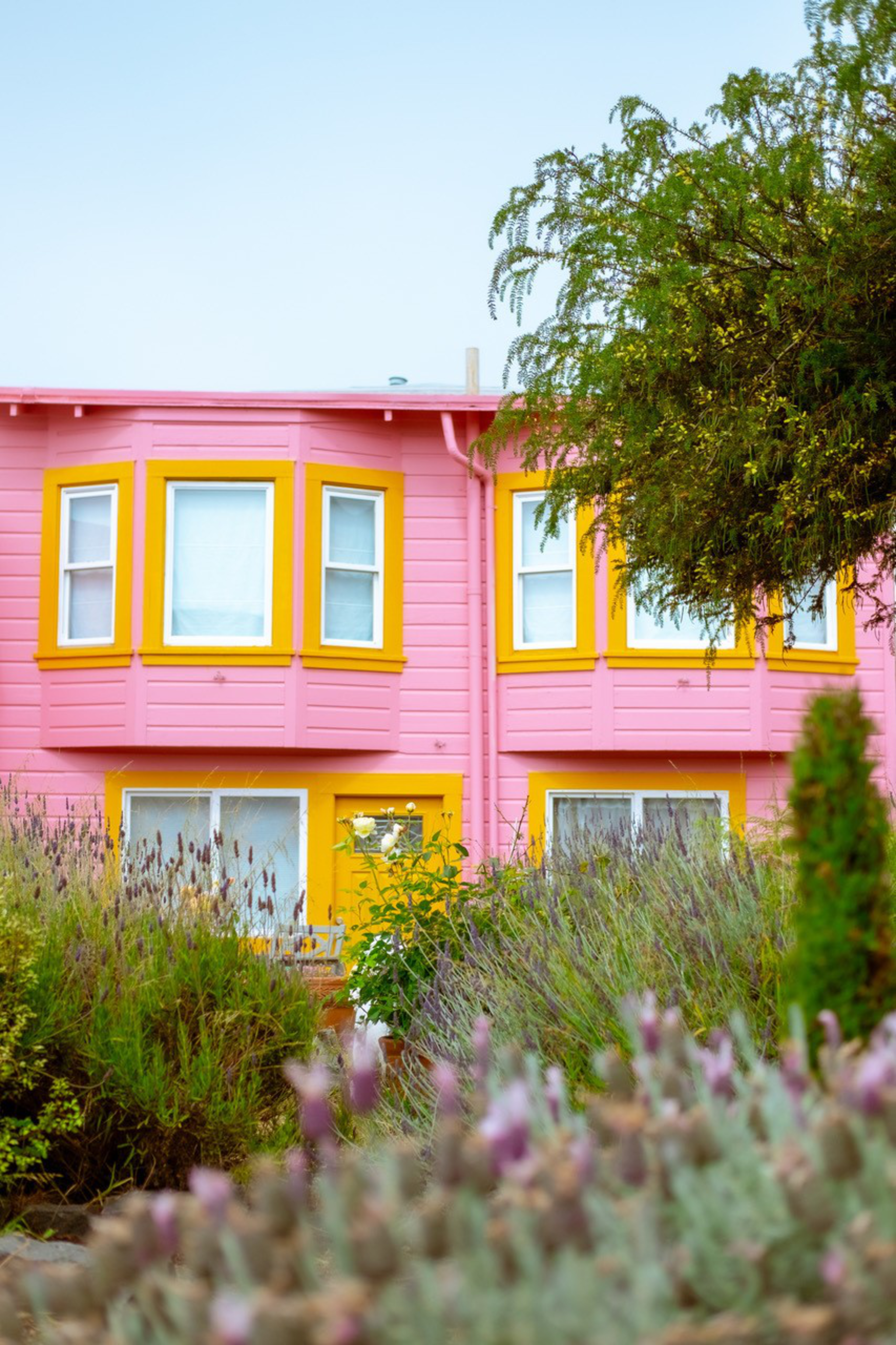 The image shows a vibrant pink house with yellow window and door trim, lush green garden, lavender plants, and a large tree partially obscuring the view.