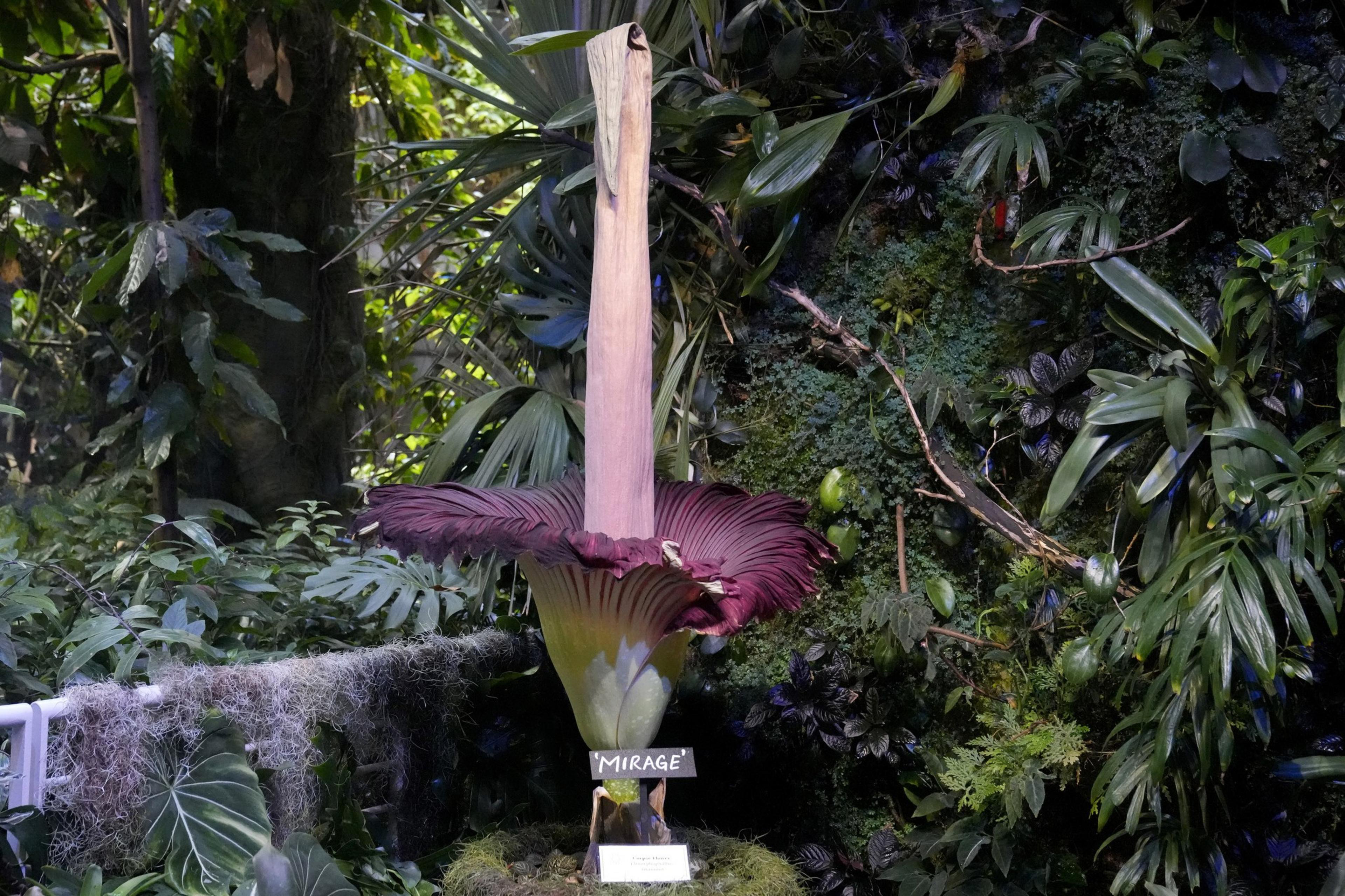 A large purple pink flower in front of green vegetation