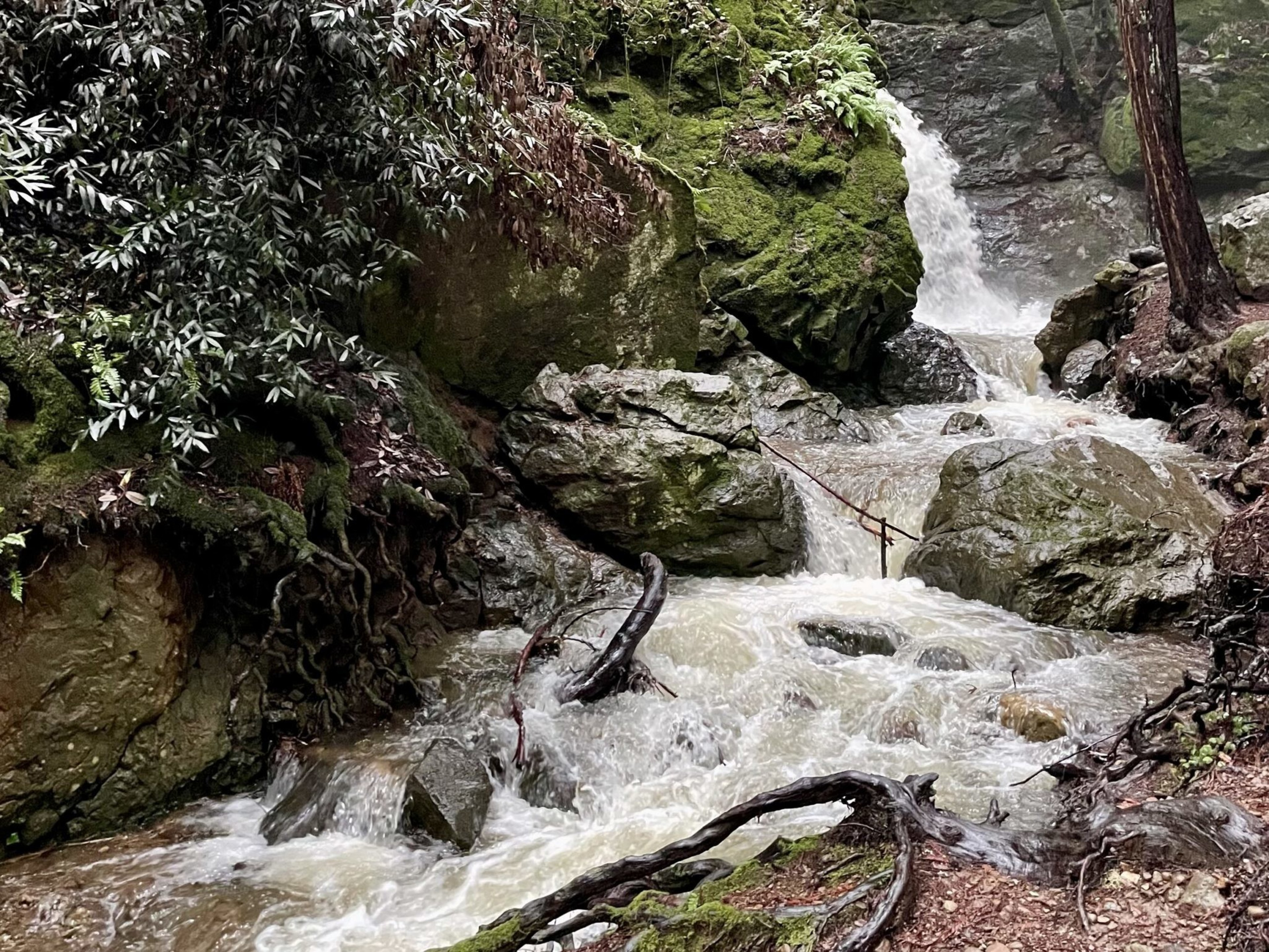 A rushing stream flows over rocky terrain, surrounded by rich greenery and moss-covered stones.