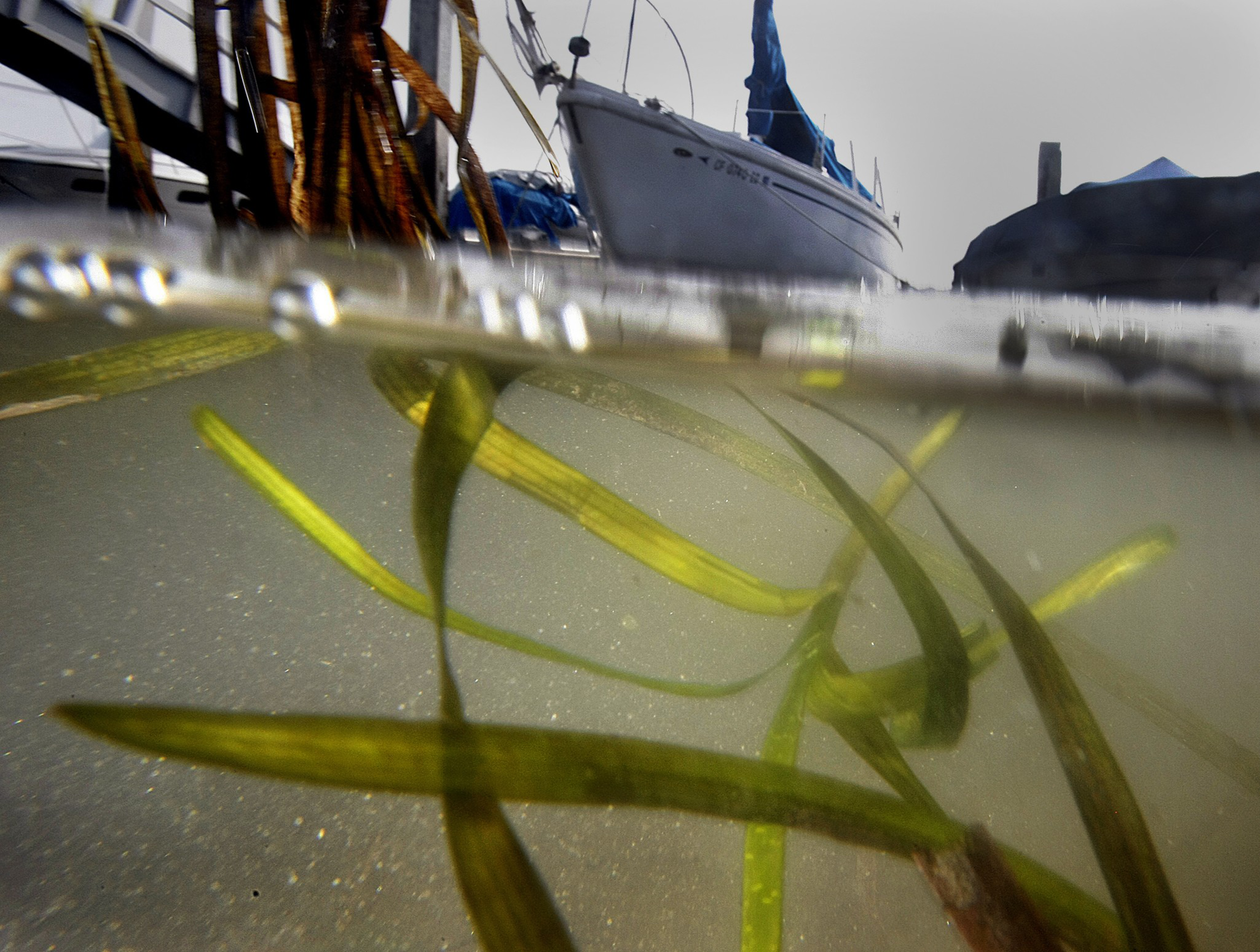 Over-under water view with seagrass below and a boat above the surface.
