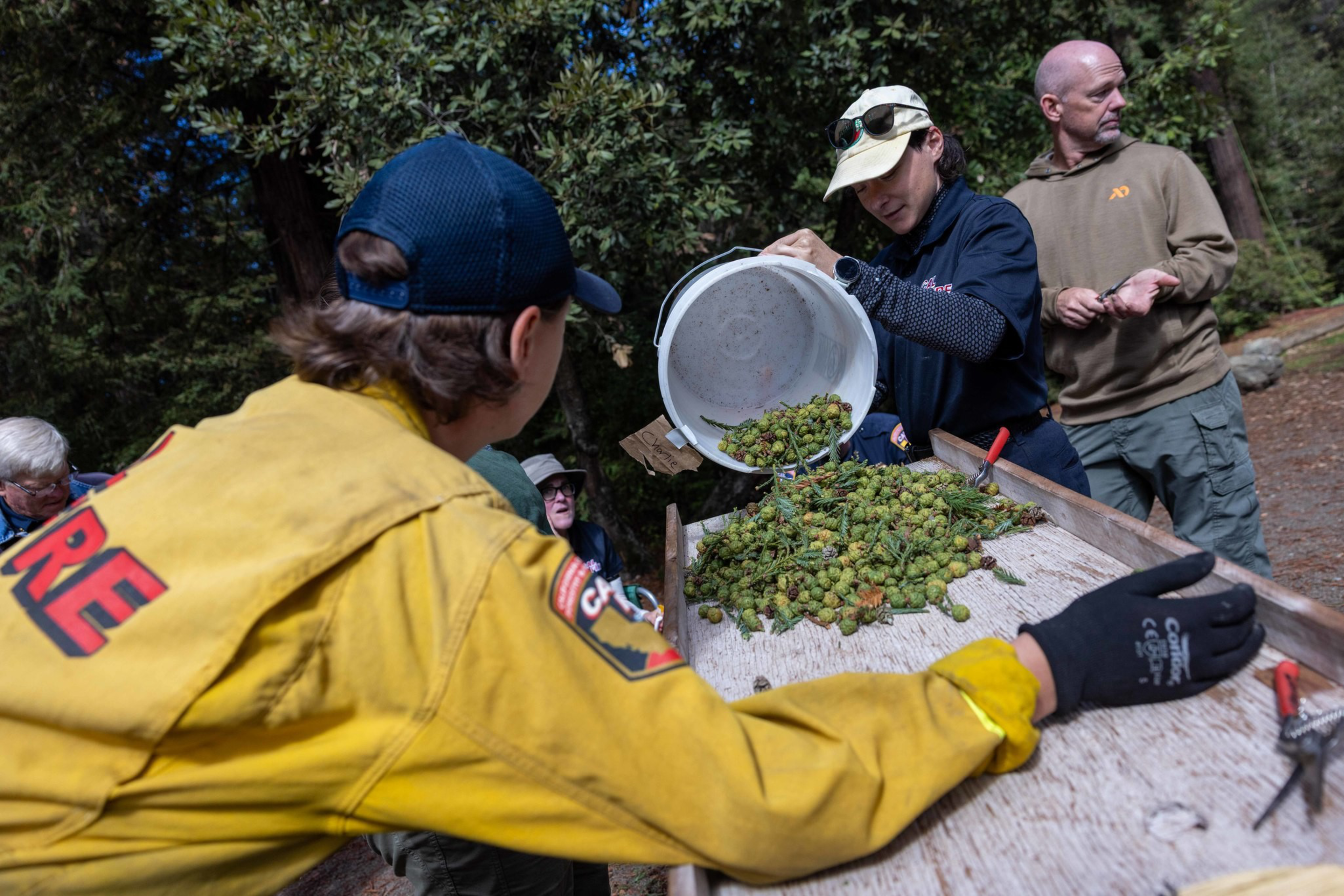 A person in a yellow fire jacket and gloves and another person pour green pine cones onto a wooden sorting table outdoors, while others watch nearby.