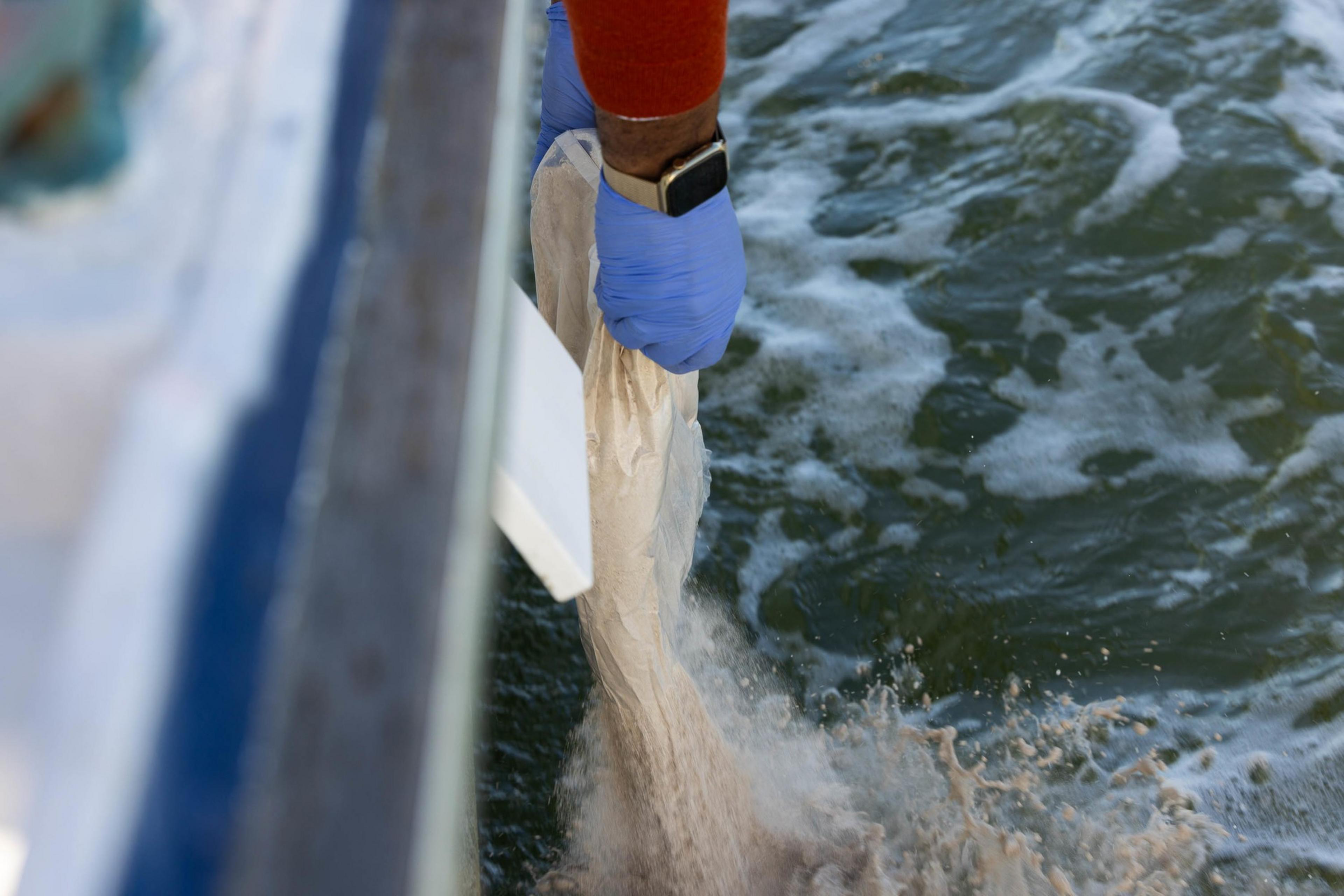 A gloved hand is seen holding a bag, pouring powdery material into choppy water from the edge of a boat.