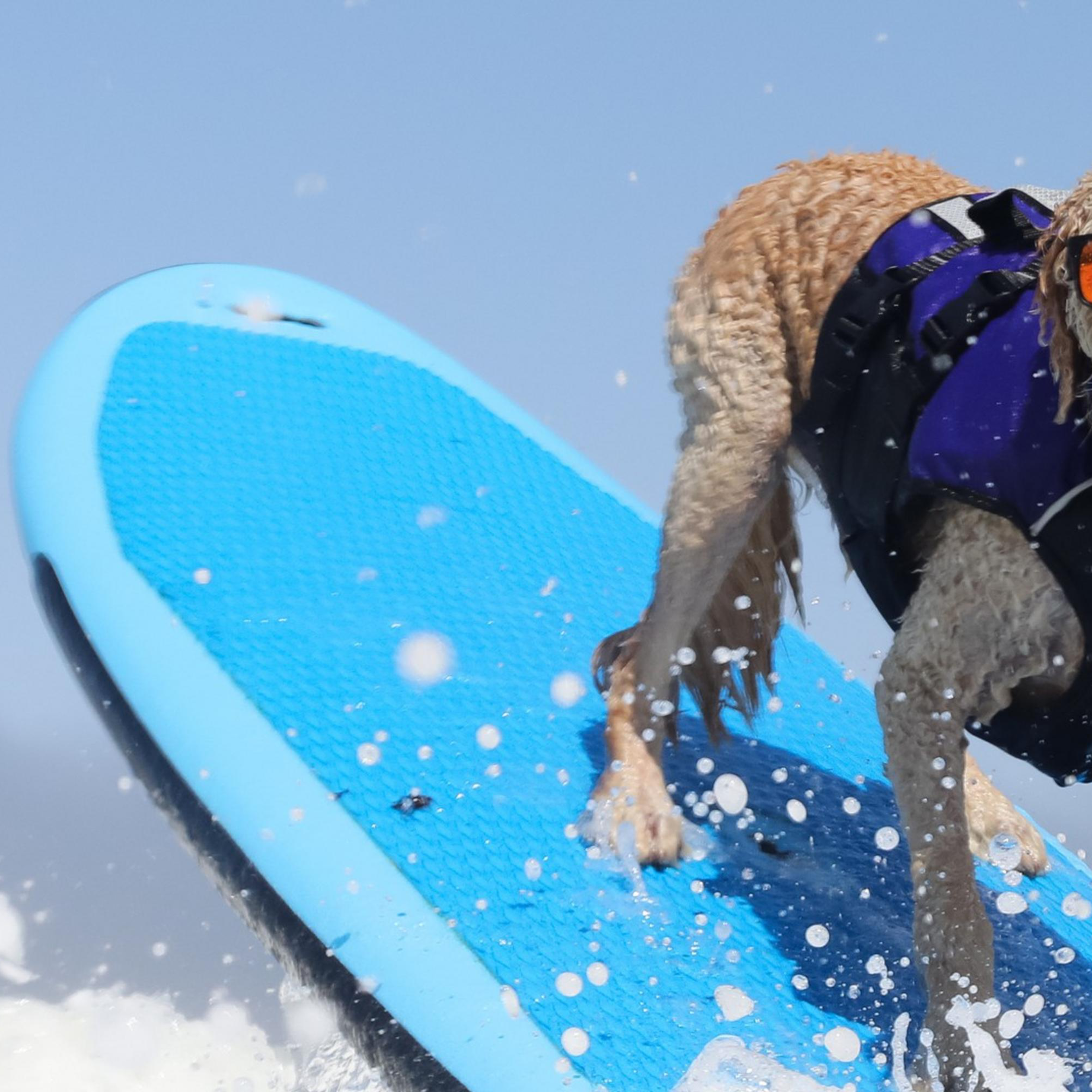 A dog with blue-tinted fur and sunglasses rides a surfboard, while a person in a wetsuit assists from behind. They are surrounded by ocean waves.