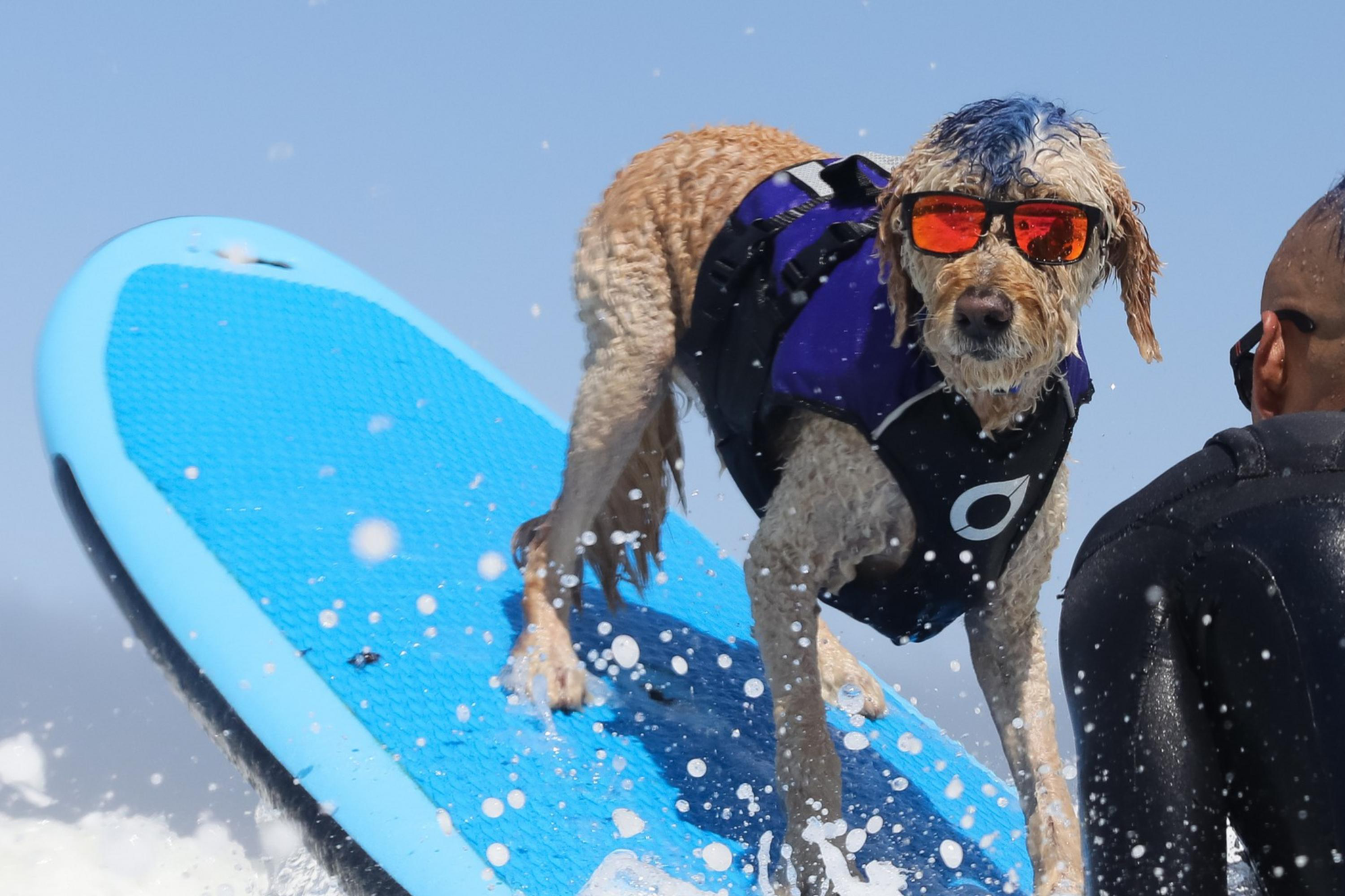 A dog with blue-tinted fur and sunglasses rides a surfboard, while a person in a wetsuit assists from behind. They are surrounded by ocean waves.
