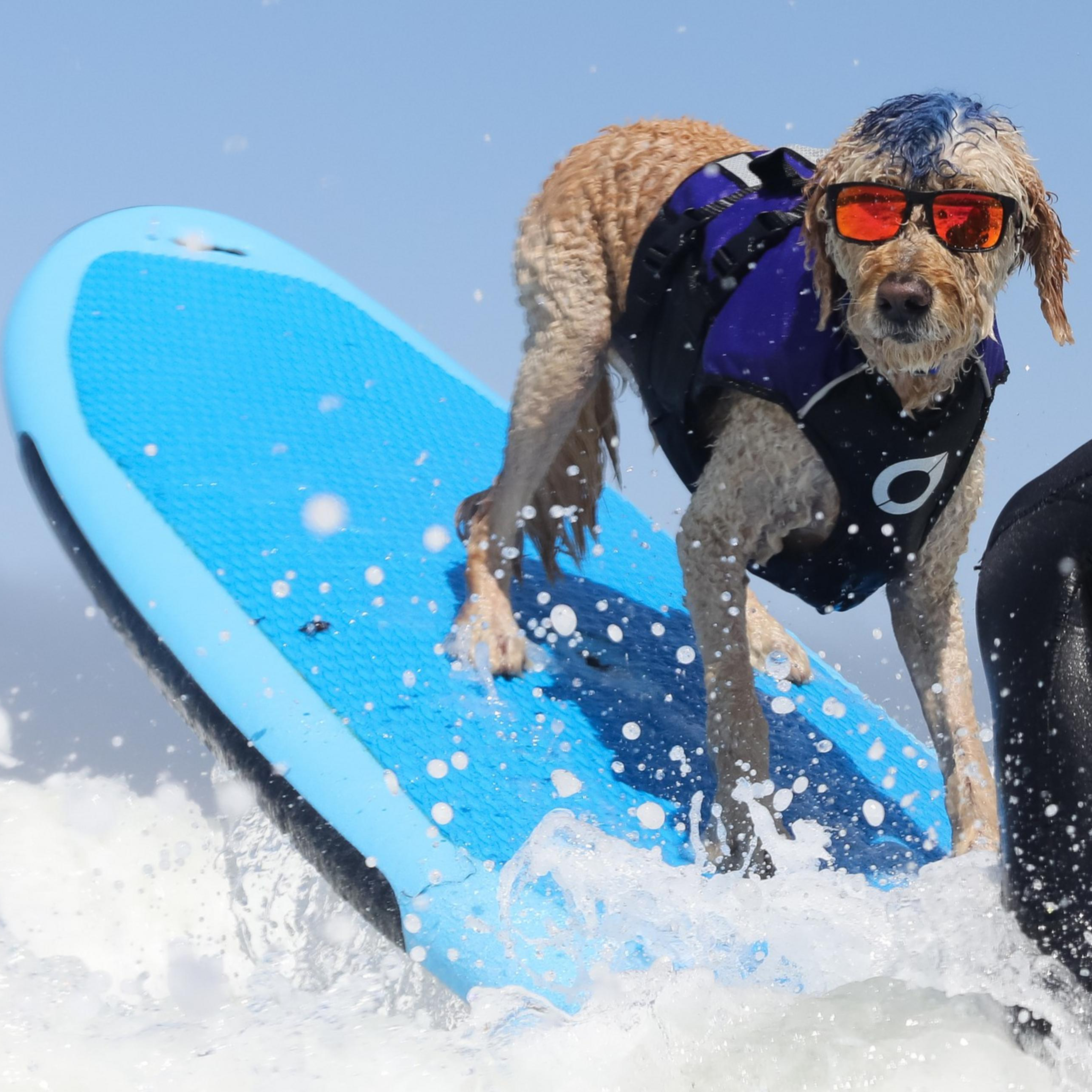A dog with blue-tinted fur and sunglasses rides a surfboard, while a person in a wetsuit assists from behind. They are surrounded by ocean waves.