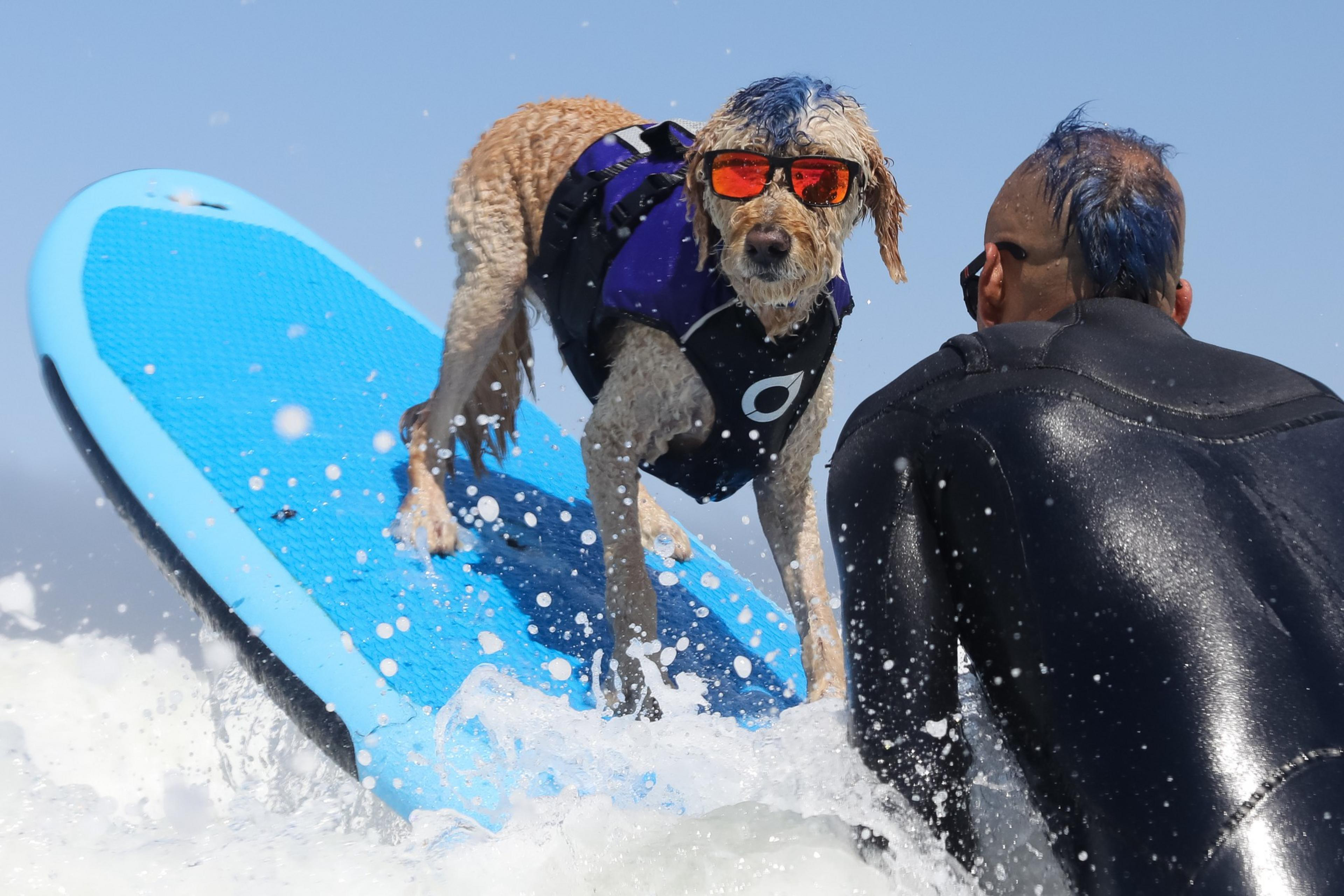 A dog with blue-tinted fur and sunglasses rides a surfboard, while a person in a wetsuit assists from behind. They are surrounded by ocean waves.