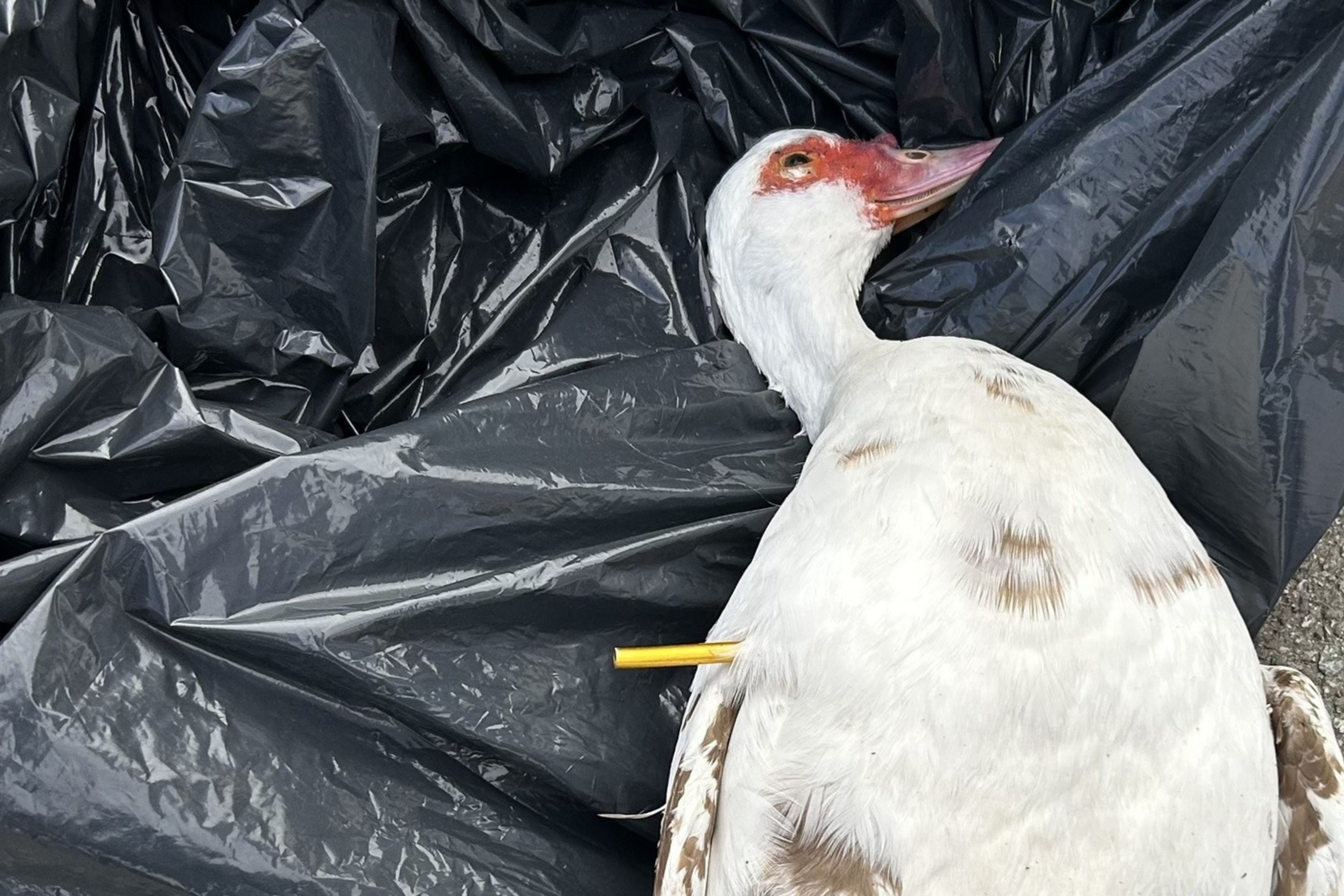 A dead duck with a yellow dart sticking out of its side lies on an asphalt surface.