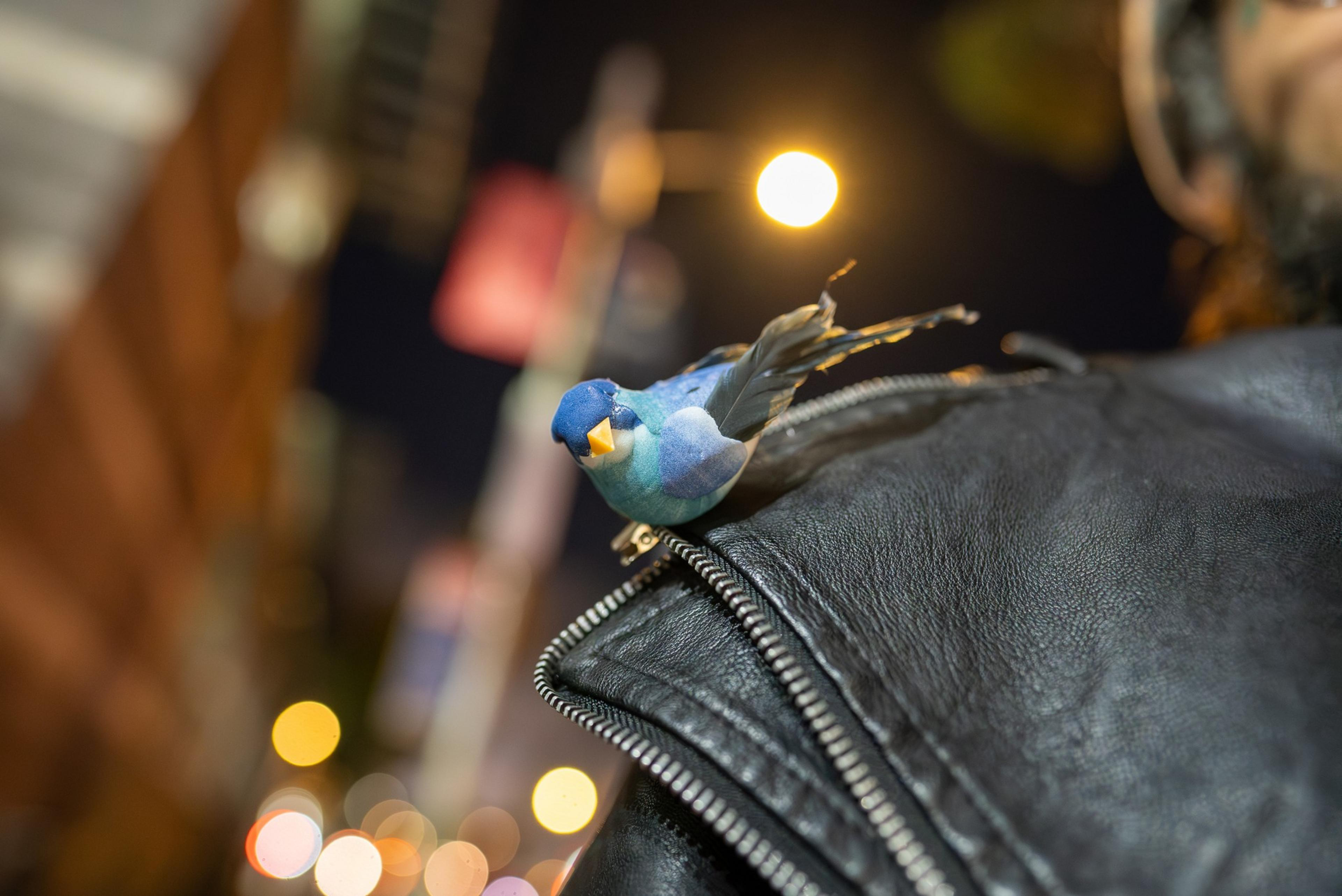 A small blue bird with a yellow beak perches on the zipper of a black leather jacket at night with city lights blurred in the background.