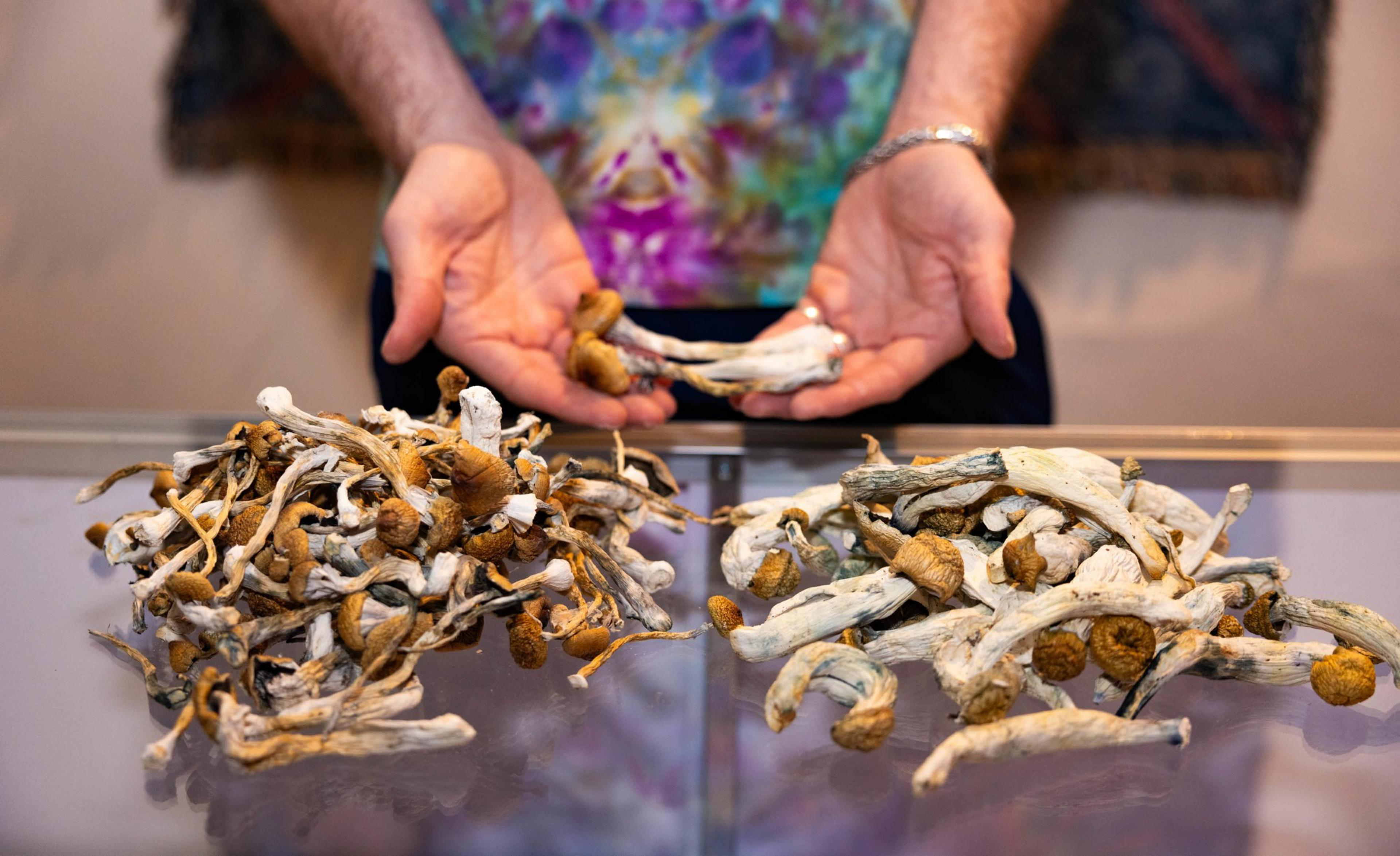 A person holds dried mushrooms over two piles of dried mushrooms on a glass surface, wearing a colorful shirt and a silver bracelet.
