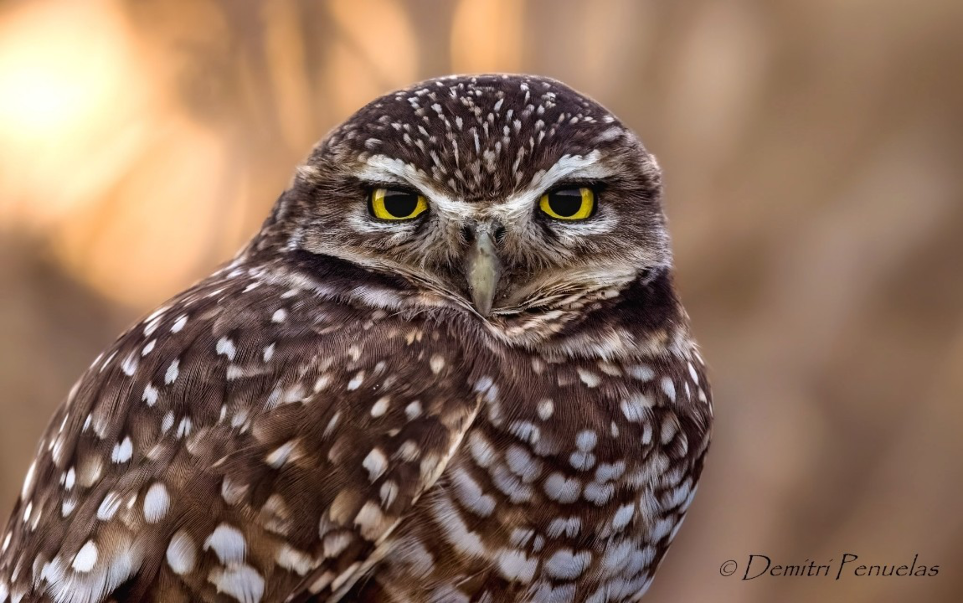 A close-up of a brown owl with white spots and striking yellow eyes, set against a softly blurred, warm-toned background.