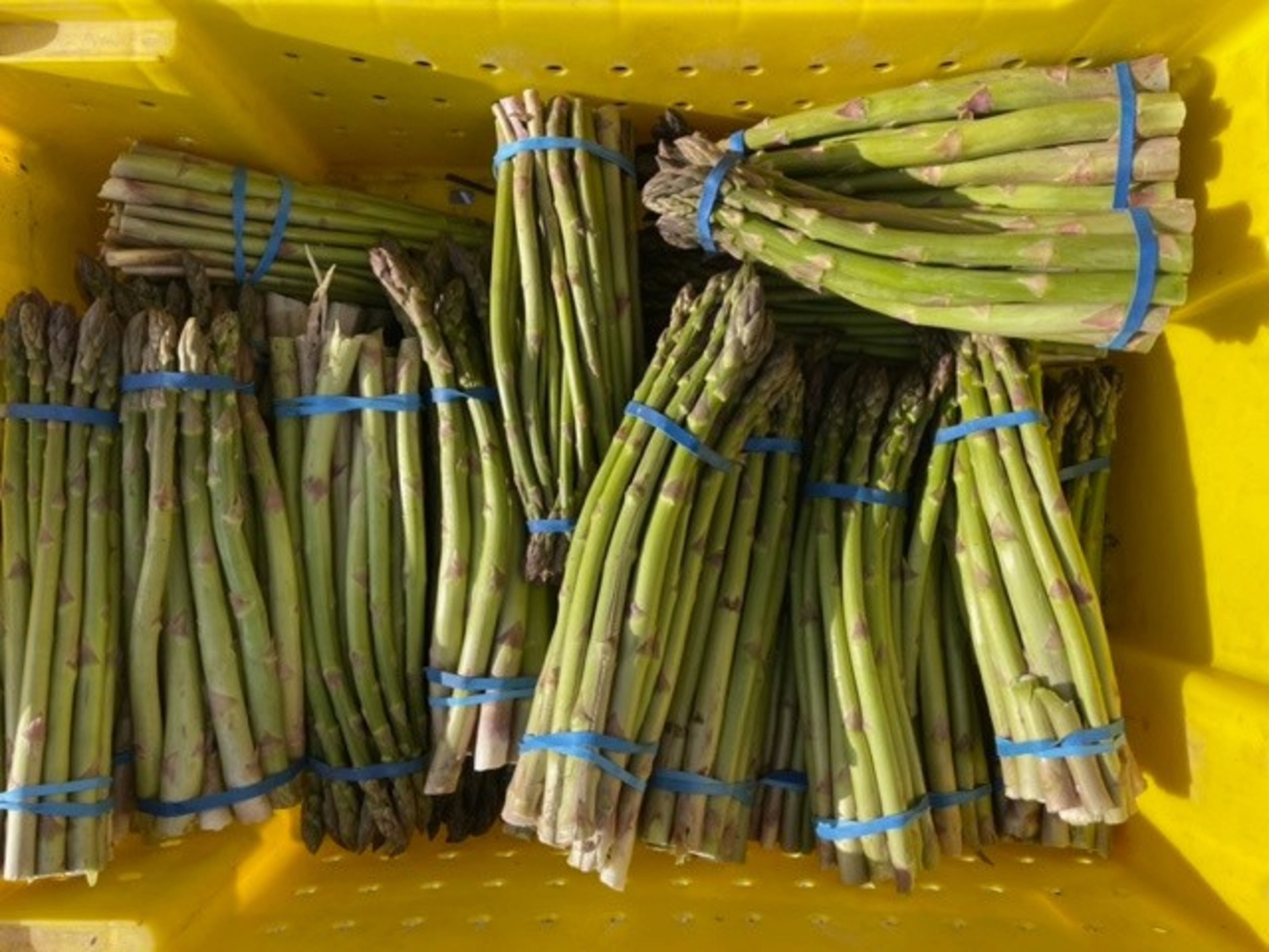 The image shows a yellow crate filled with multiple bundles of fresh green asparagus, each tied with blue rubber bands.