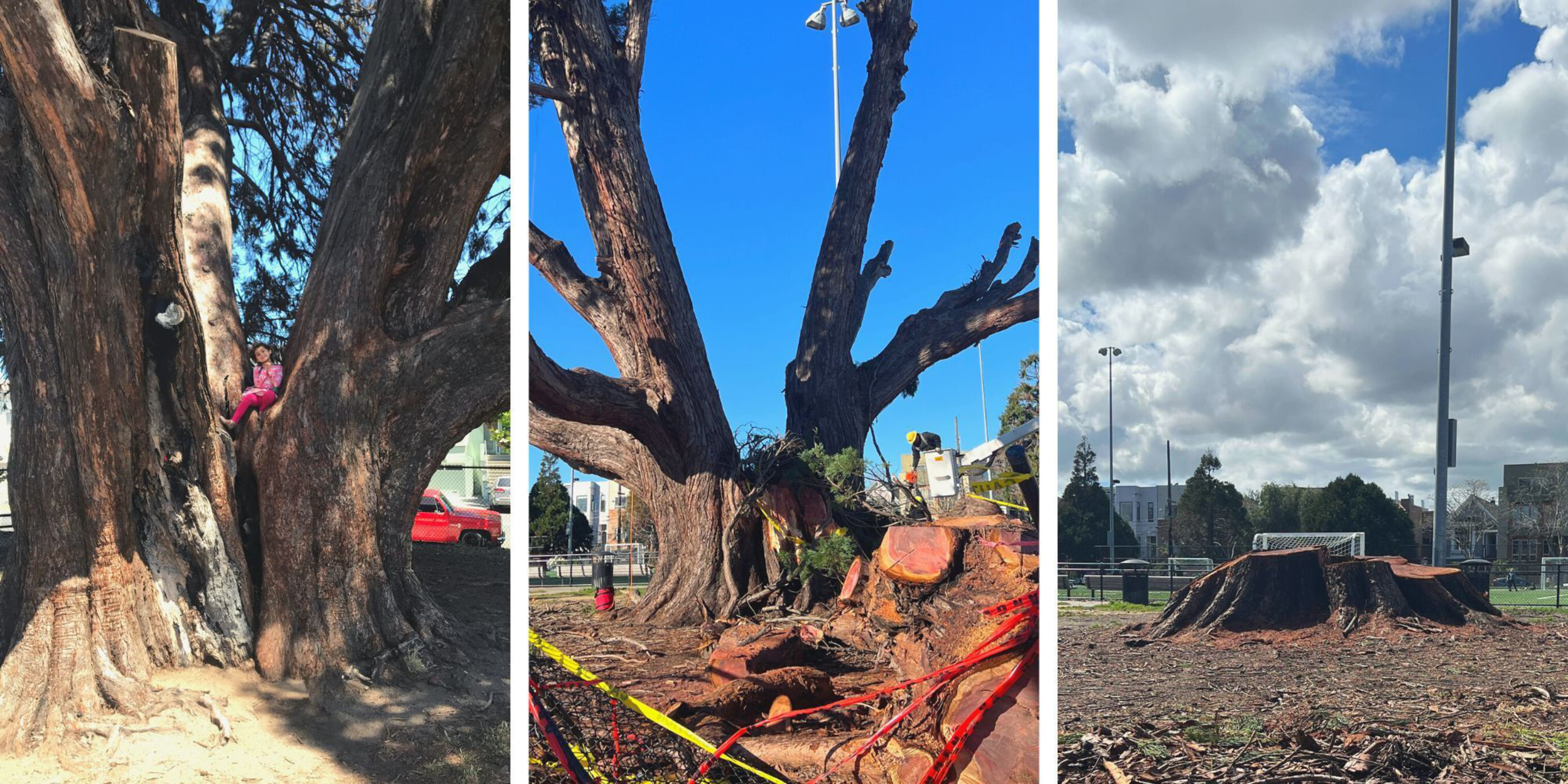 A large old tree first has a child climbing it, then is cut down with caution tape around, and finally shows only its stump in a field.