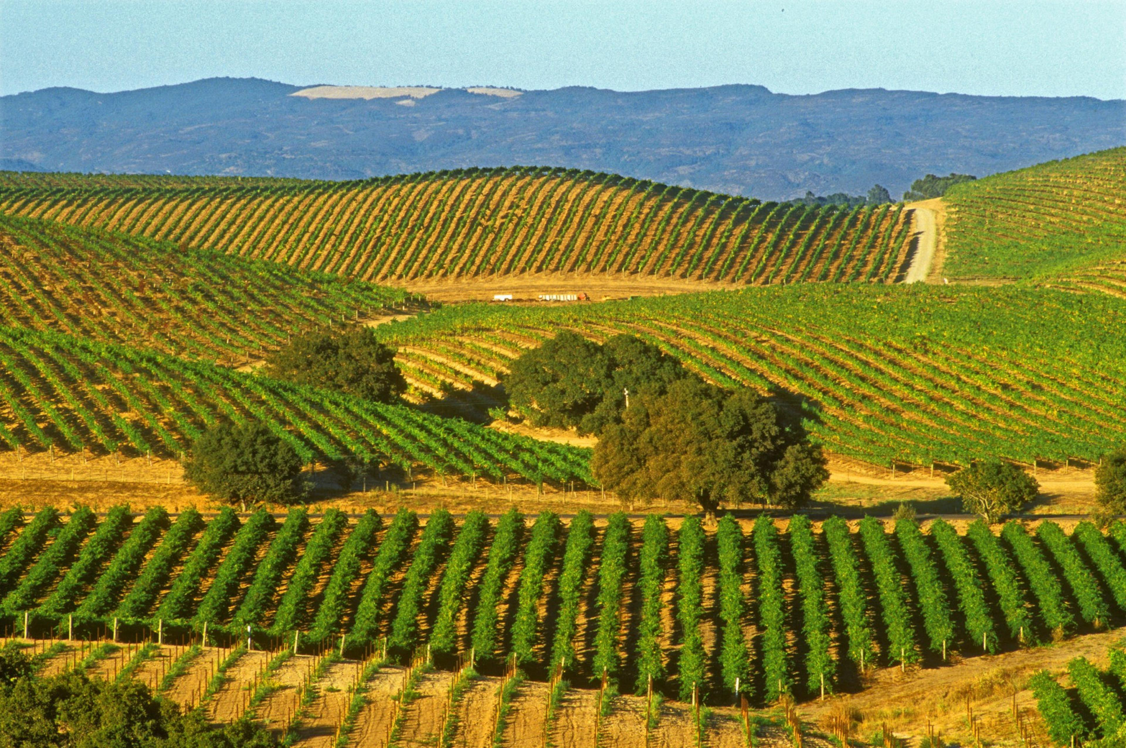 Rolling hills covered with neatly planted vineyard rows stretch toward distant blue mountains under a clear sky.