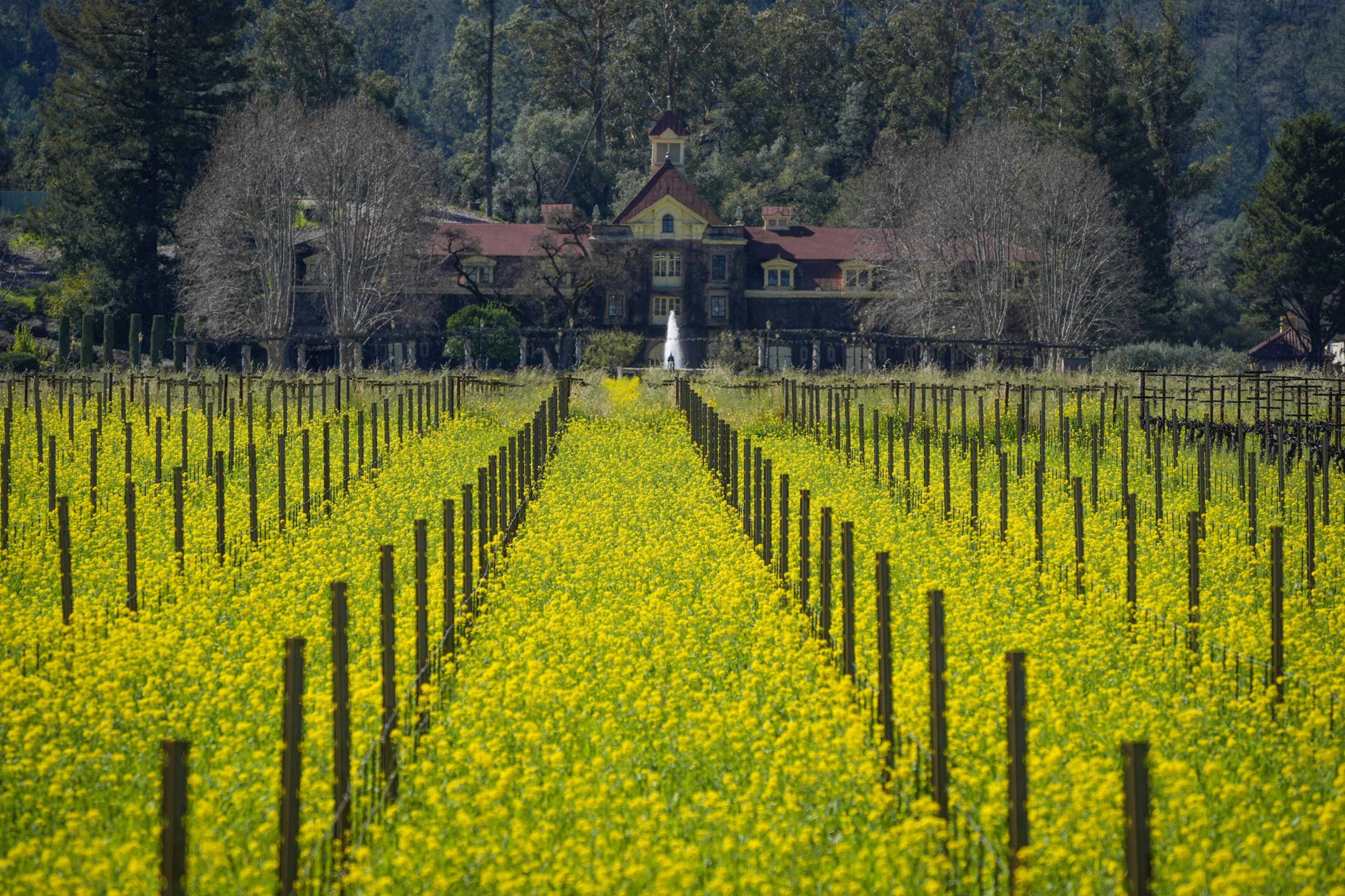 Mustard fields