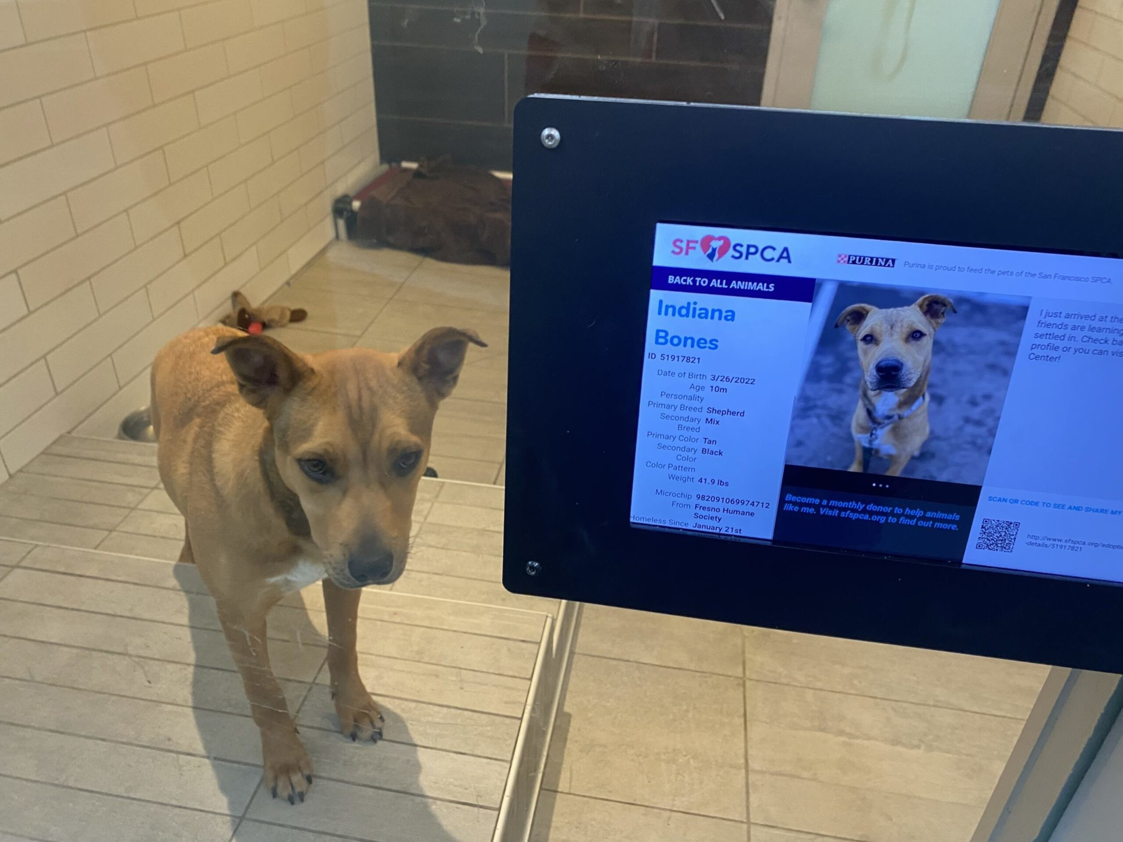 A tan dog with black markings stands inside a kennel next to a screen displaying its photo and details, including the name Indiana Bones and the shelter SF SPCA.