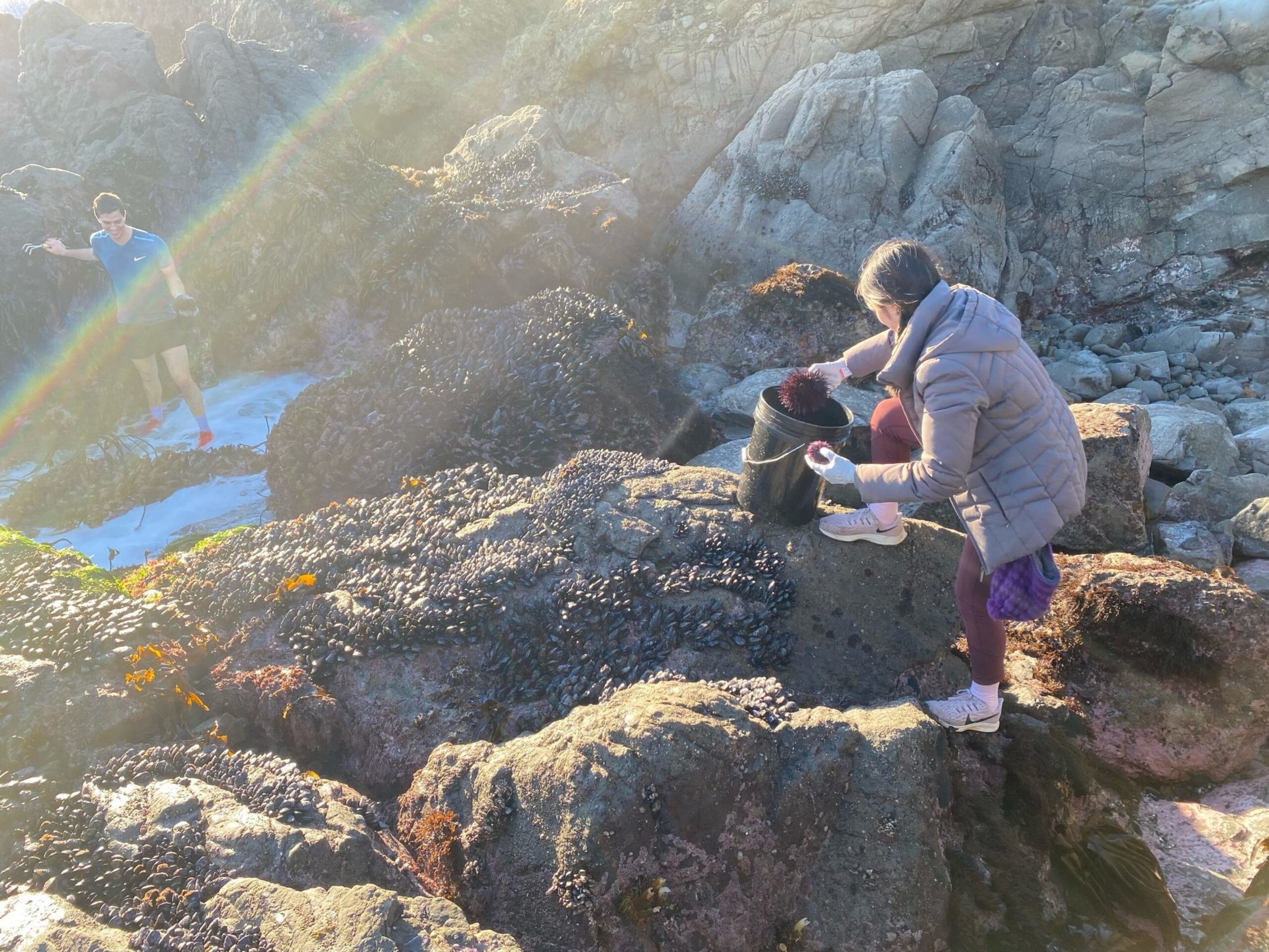 A person wearing a jacket and sneakers collects shellfish into a bucket on rocky, mussel-covered shore while another person stands in the background.