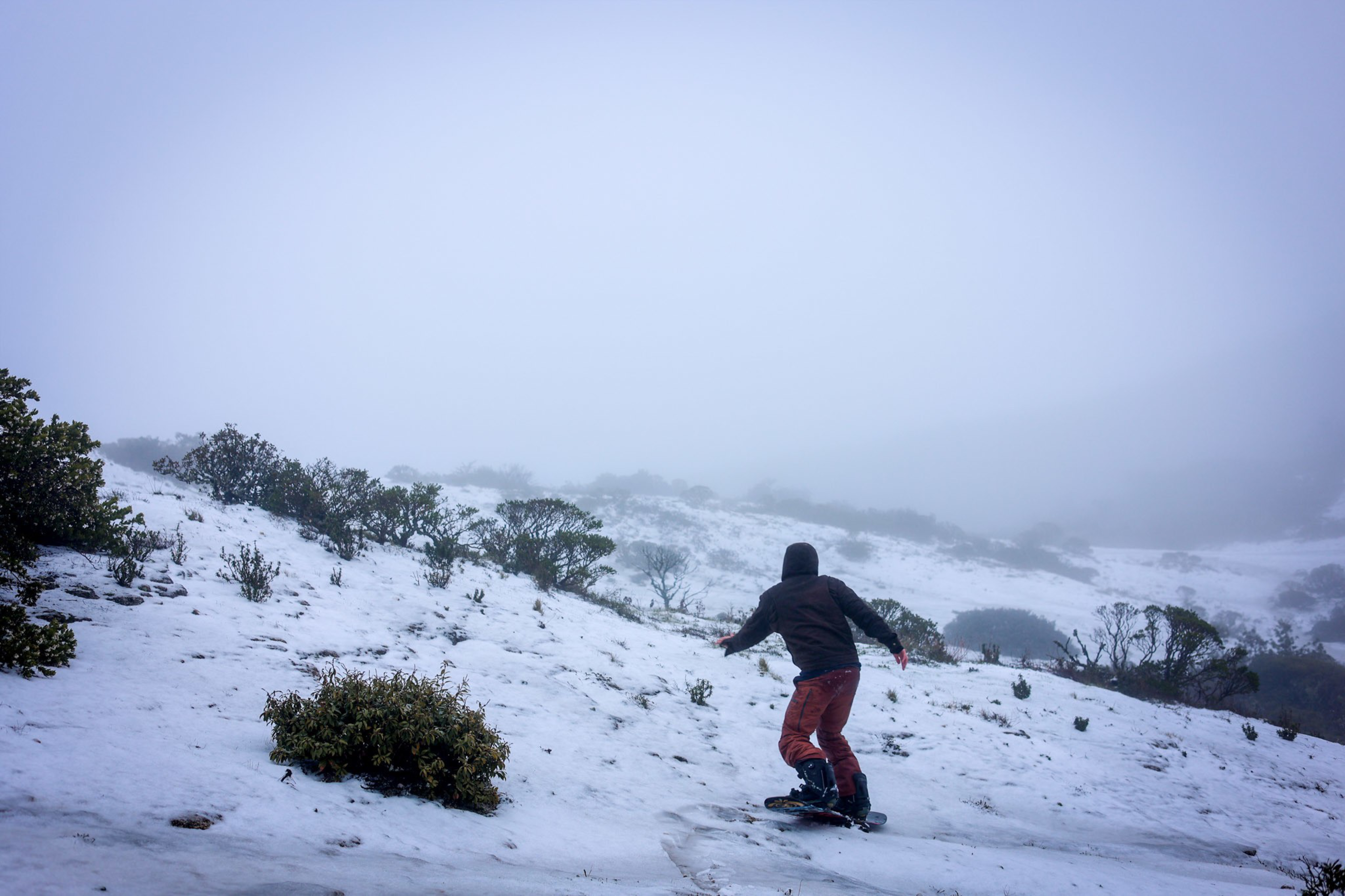 A person wearing a black jacket and red pants snowboards down a snowy slope dotted with small bushes under a foggy, overcast sky.