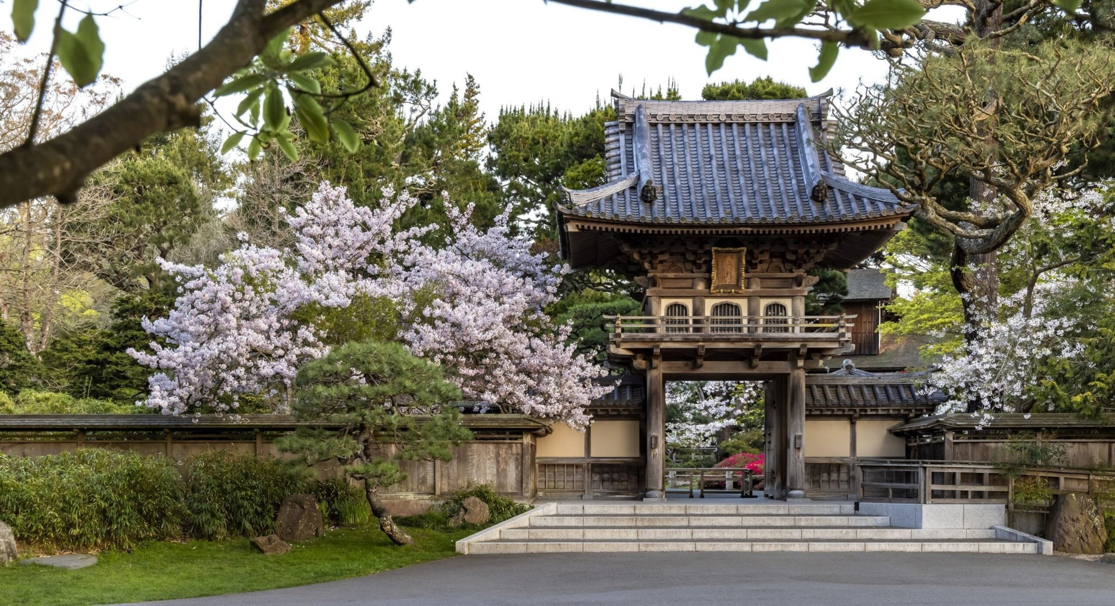 A traditional Japanese gate stands amidst blooming cherry blossom trees and lush greenery, with a stone pathway leading to it.