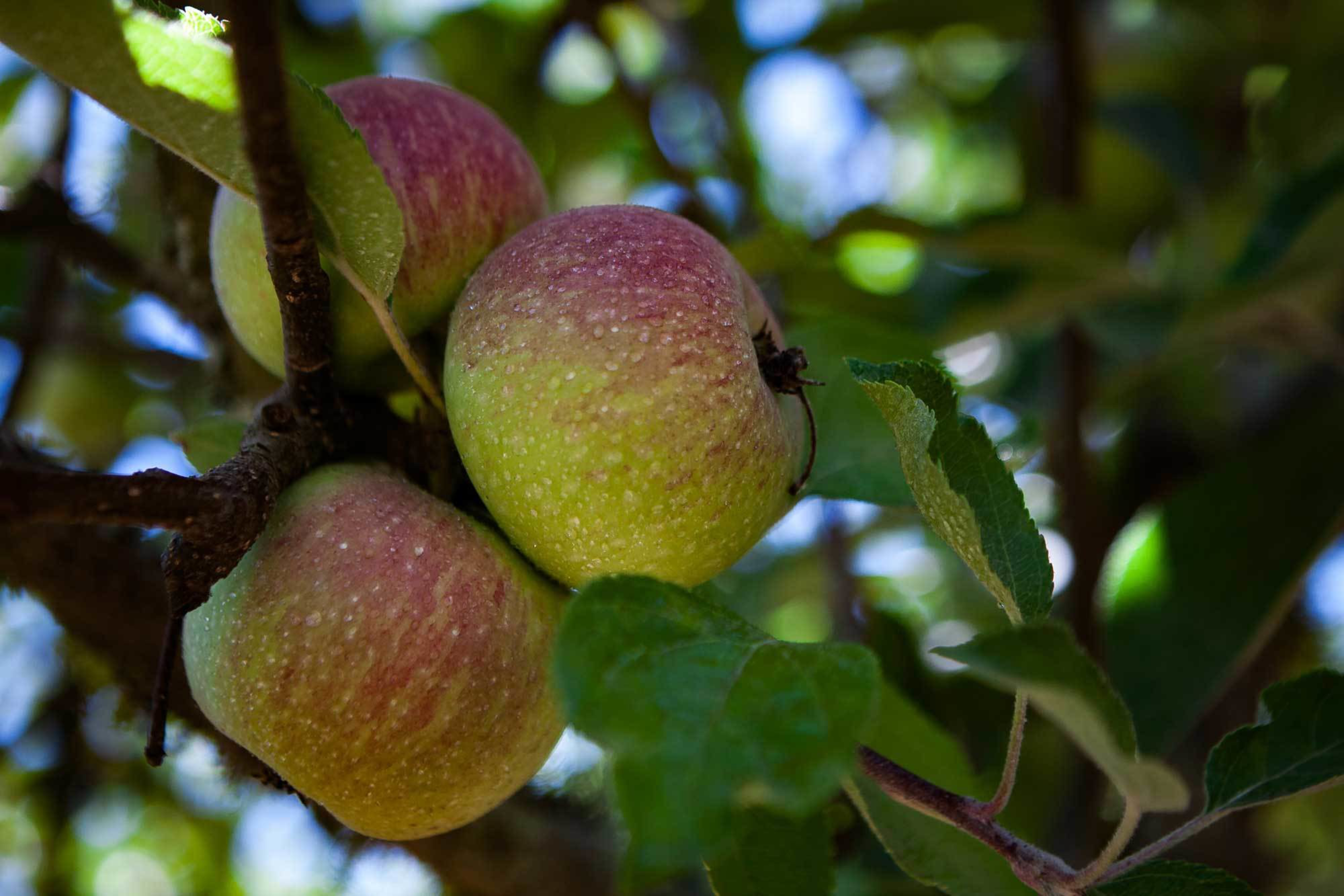Three partly red and green apples hang from a tree branch surrounded by green leaves and dappled sunlight.