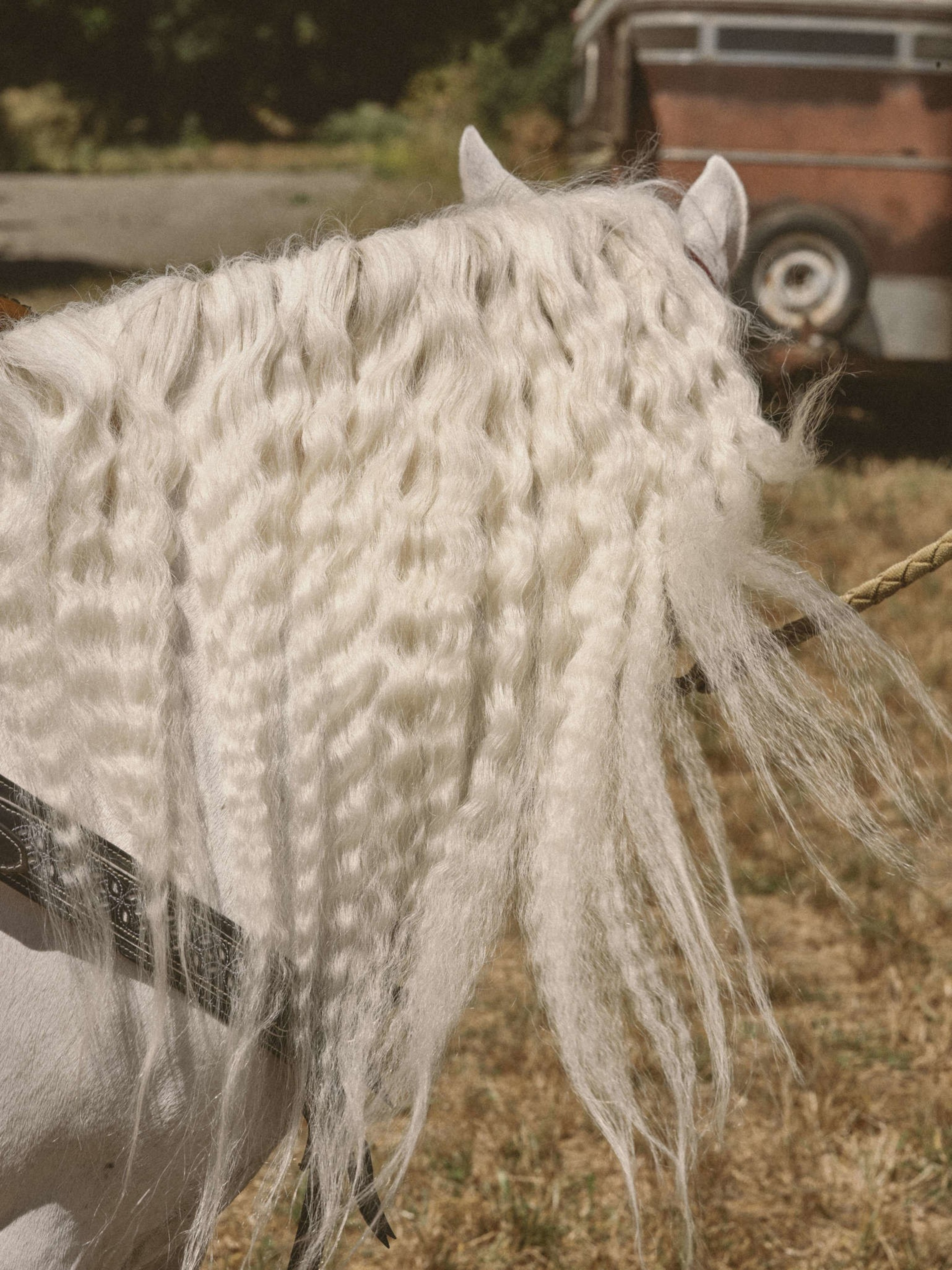 A white horse with a crimped mane is seen from the side, standing near a red, weathered trailer in a sunny outdoor setting.