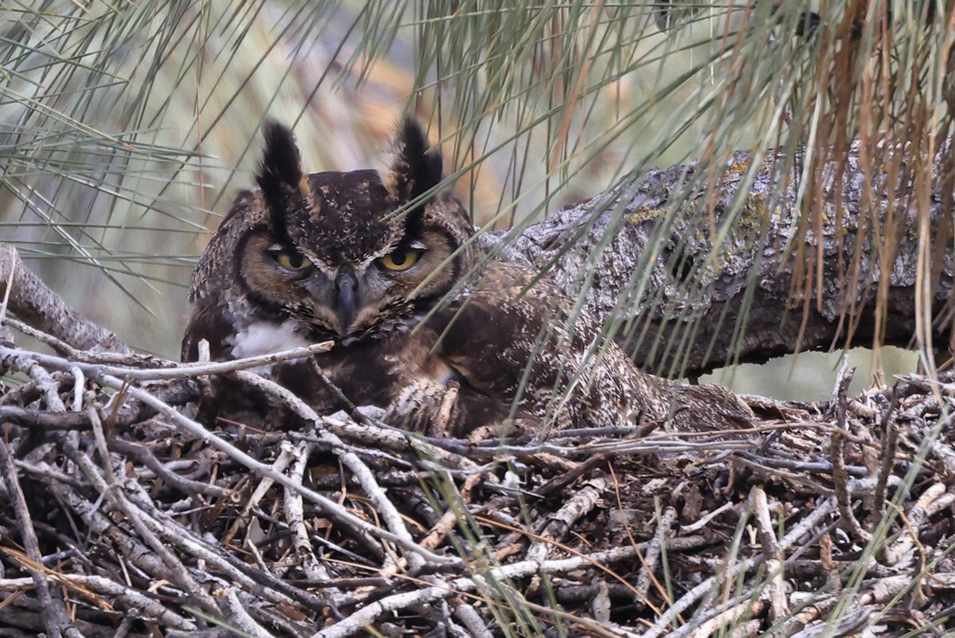 A great horned owl sits camouflaged in a nest of sticks, surrounded by pine needles and resting against a tree branch.