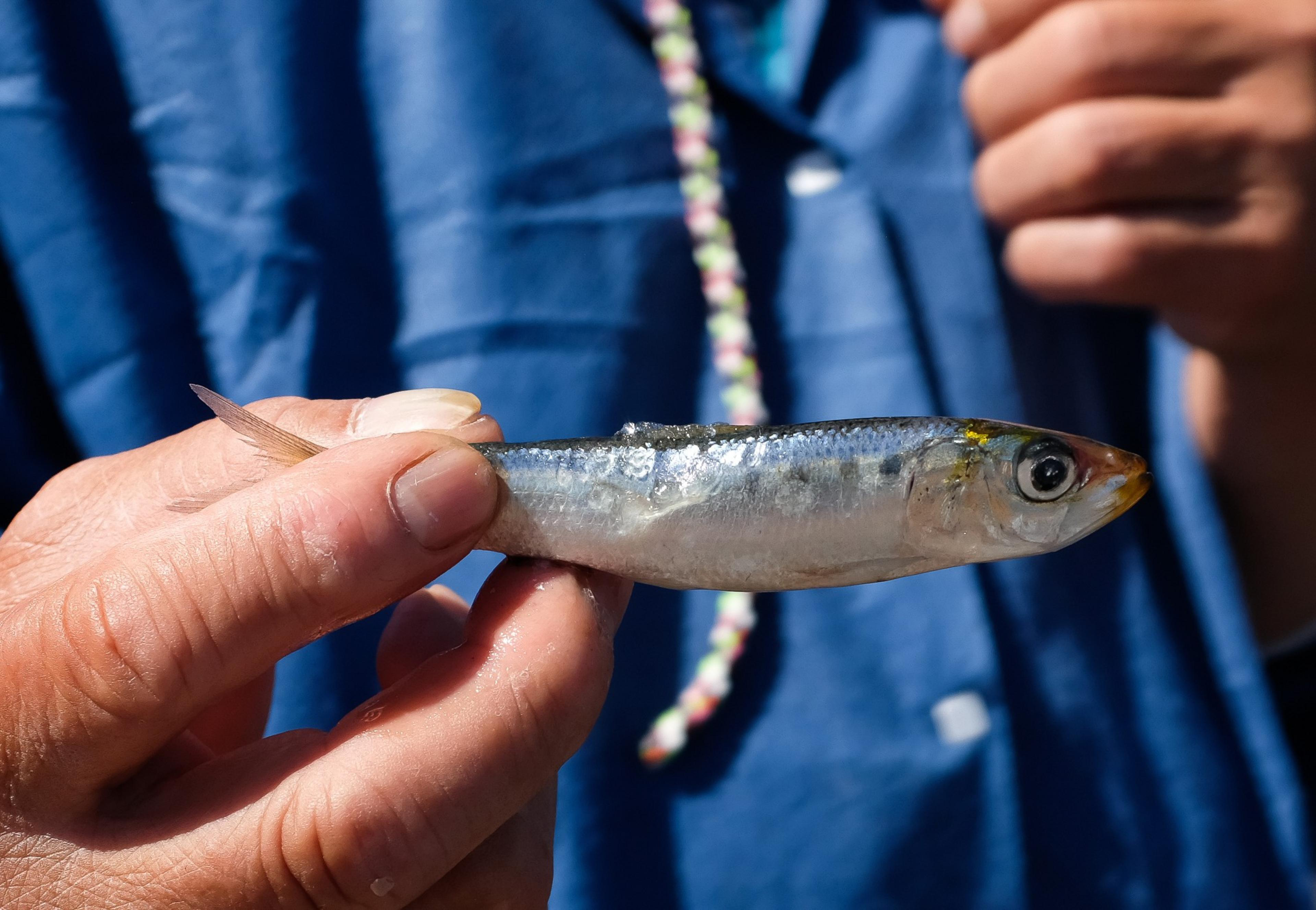A person holds a small, shiny silver fish between their thumb and forefinger against a blue fabric background.