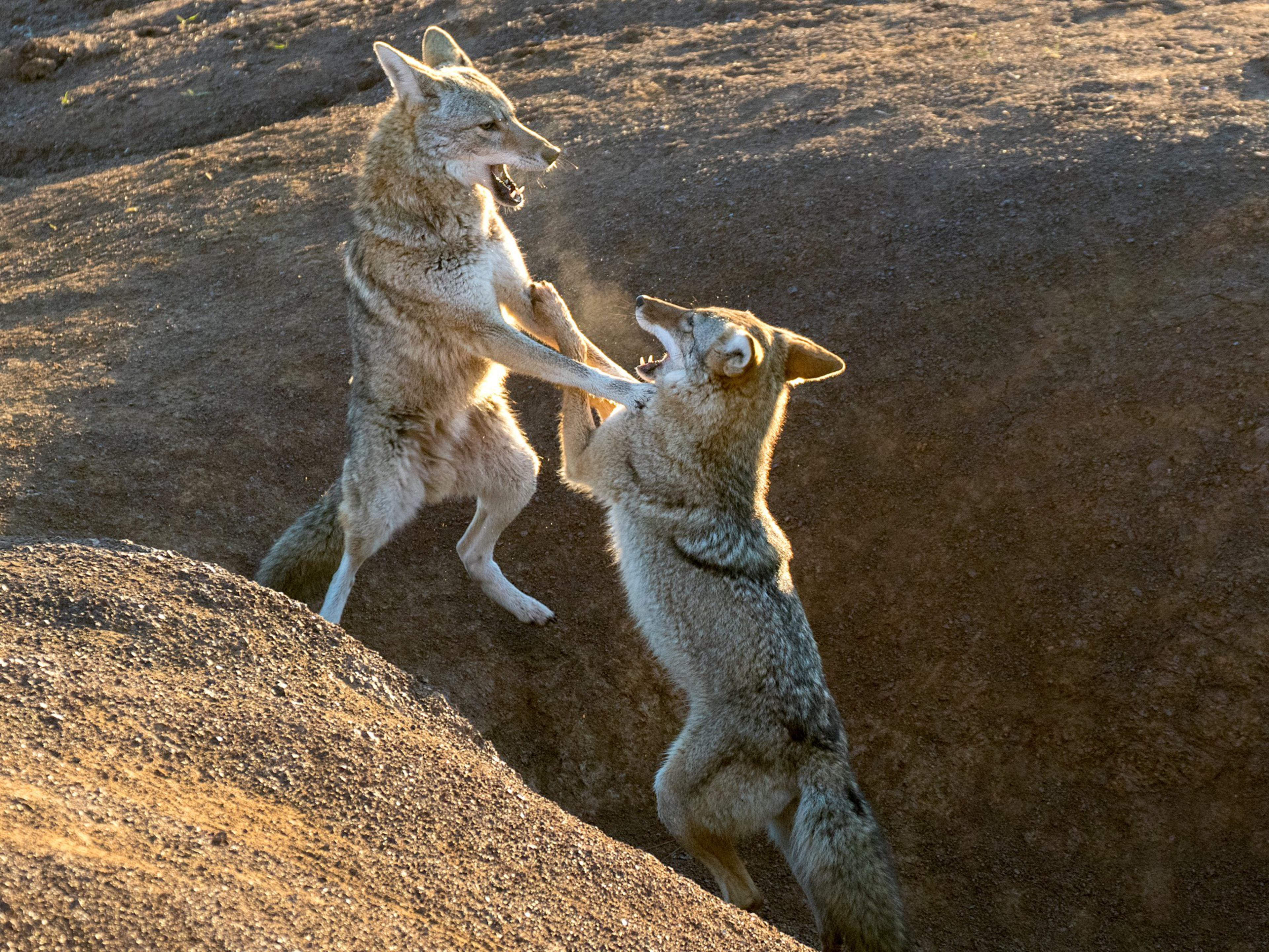 Two coyotes are standing on their hind legs on a rocky surface, facing each other with their mouths open as if growling or play-fighting.