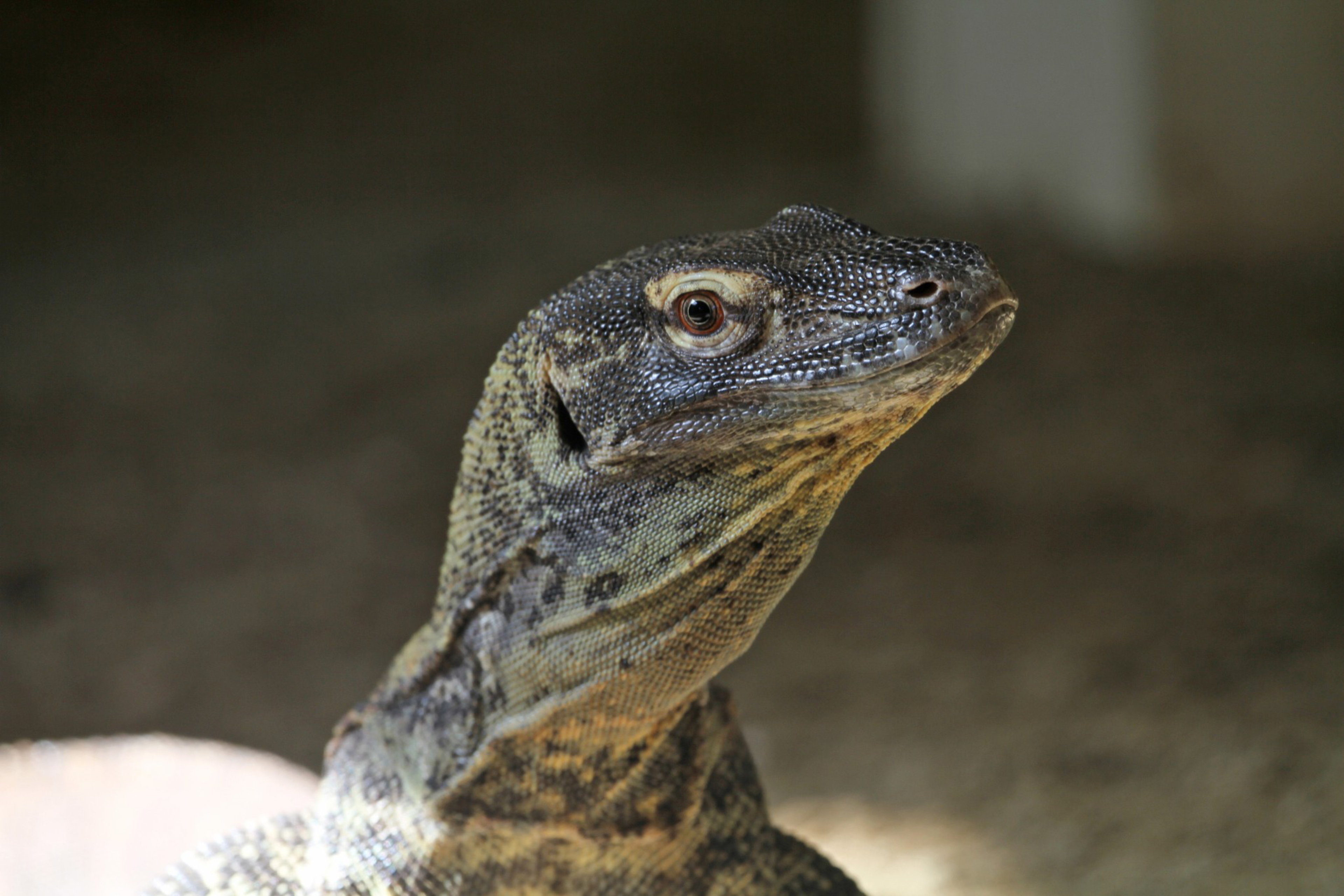 A close-up of a monitor lizard's head shows textured, patterned skin in shades of gray and brown with alert eyes against a blurred dark background.