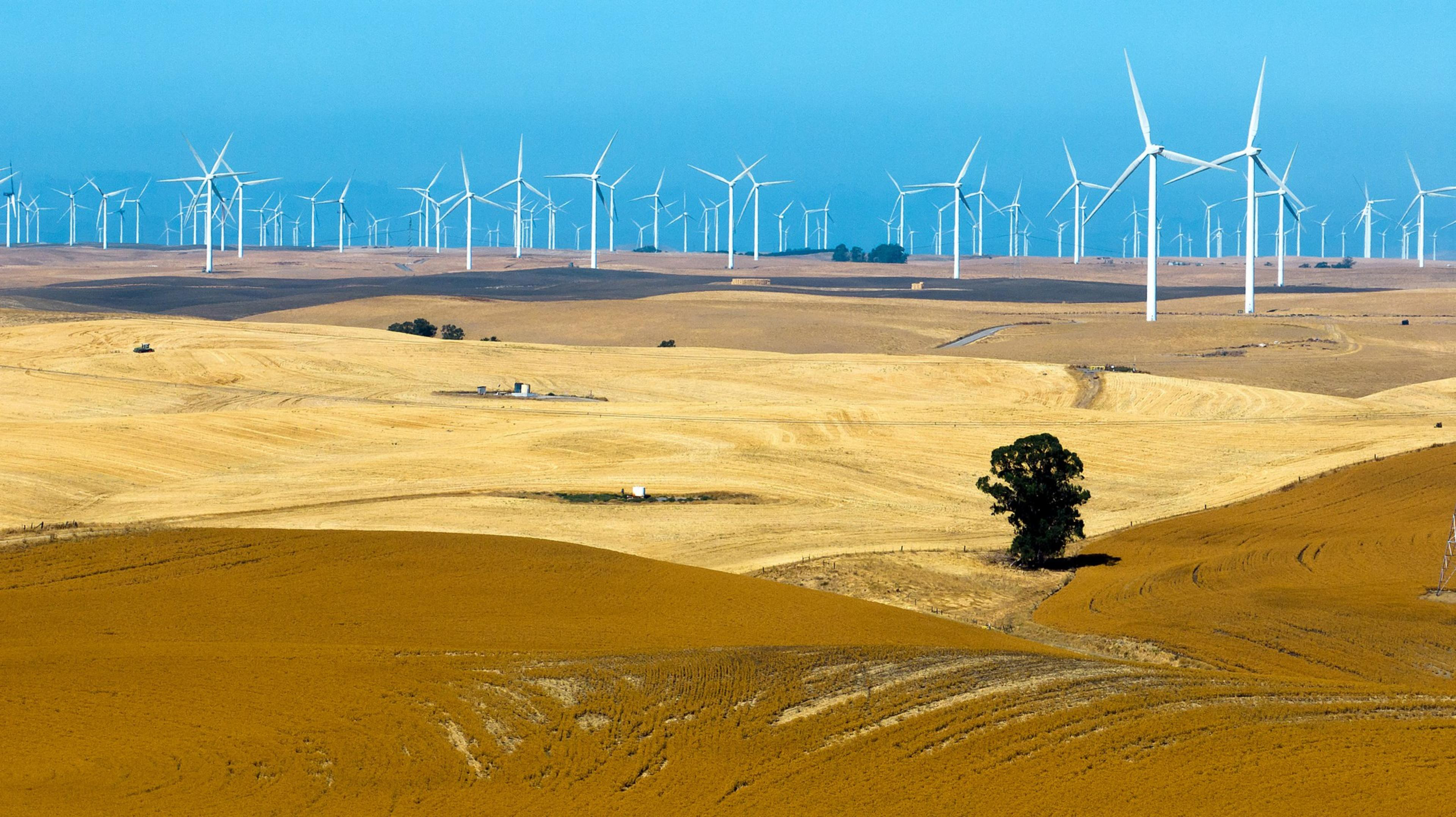 Golden fields stretch out beneath a clear blue sky, dotted with numerous large white wind turbines. A few trees and small structures are sparsely scattered around.