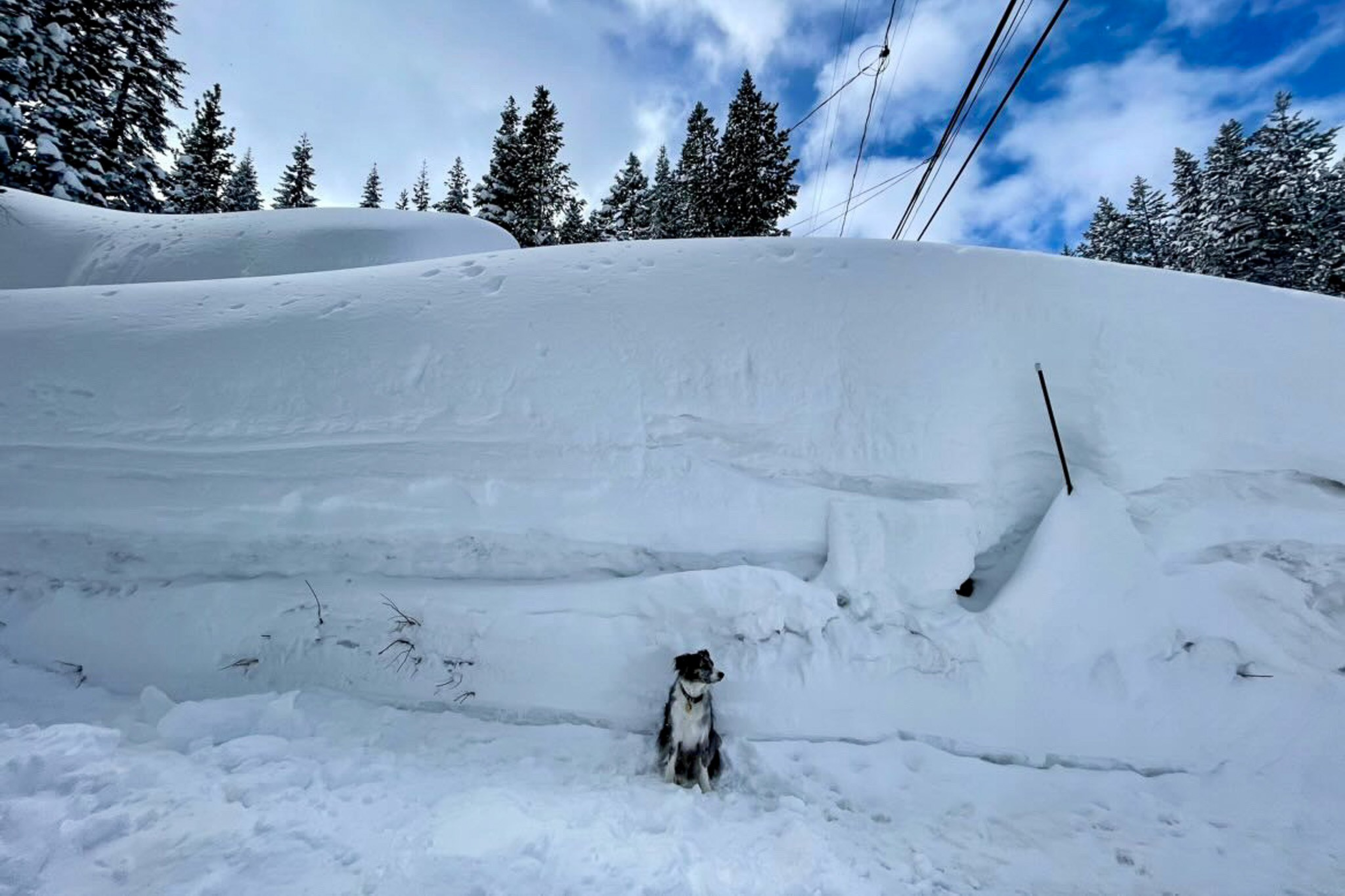 A black and white dog sits on deep snow with tall snowbanks behind, evergreen trees in the background, and a partly cloudy blue sky overhead.