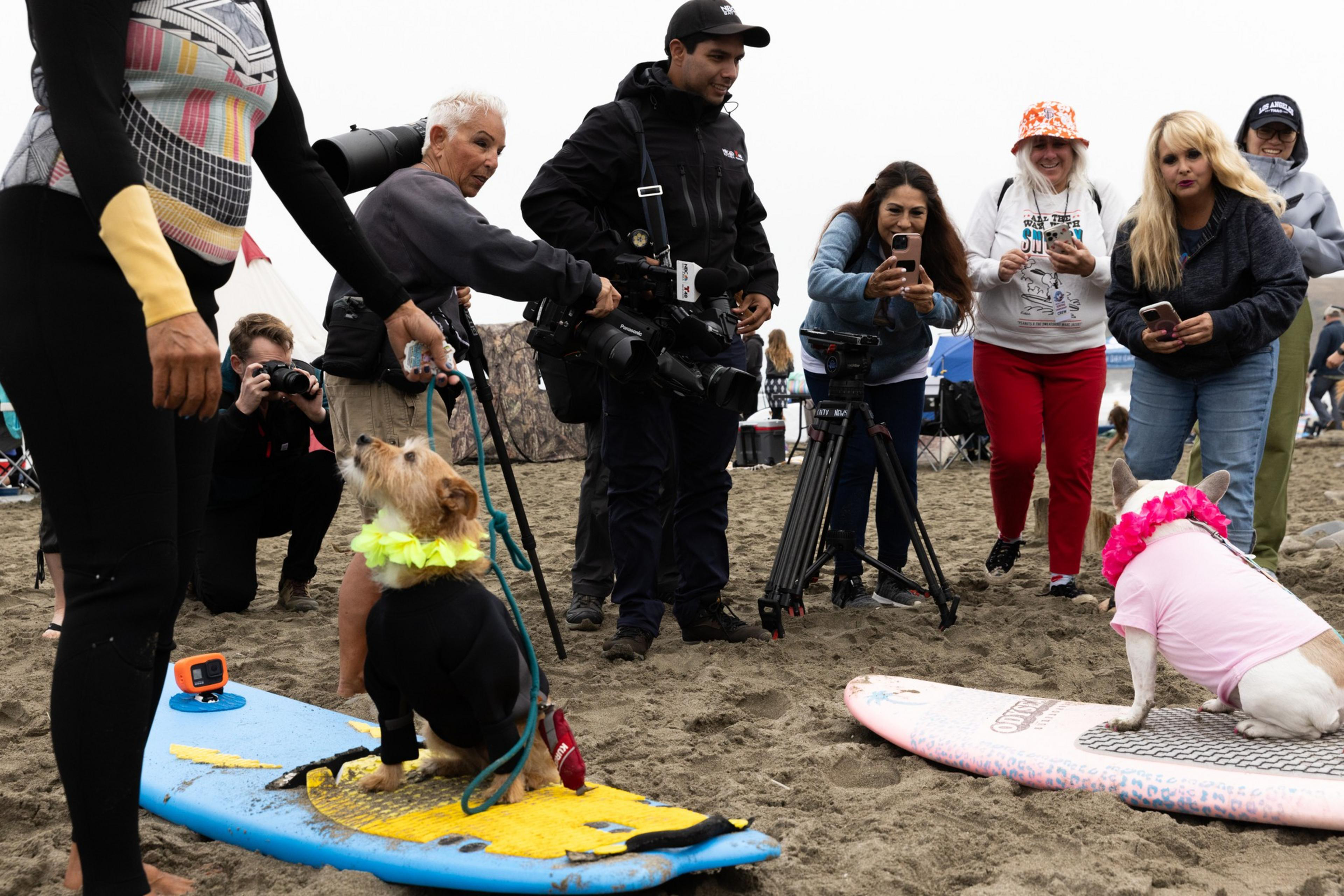 A small dog in a wetsuit sits on a surfboard, surrounded by photographers and onlookers at a sandy beach event. Another dog in a pink outfit sits nearby.