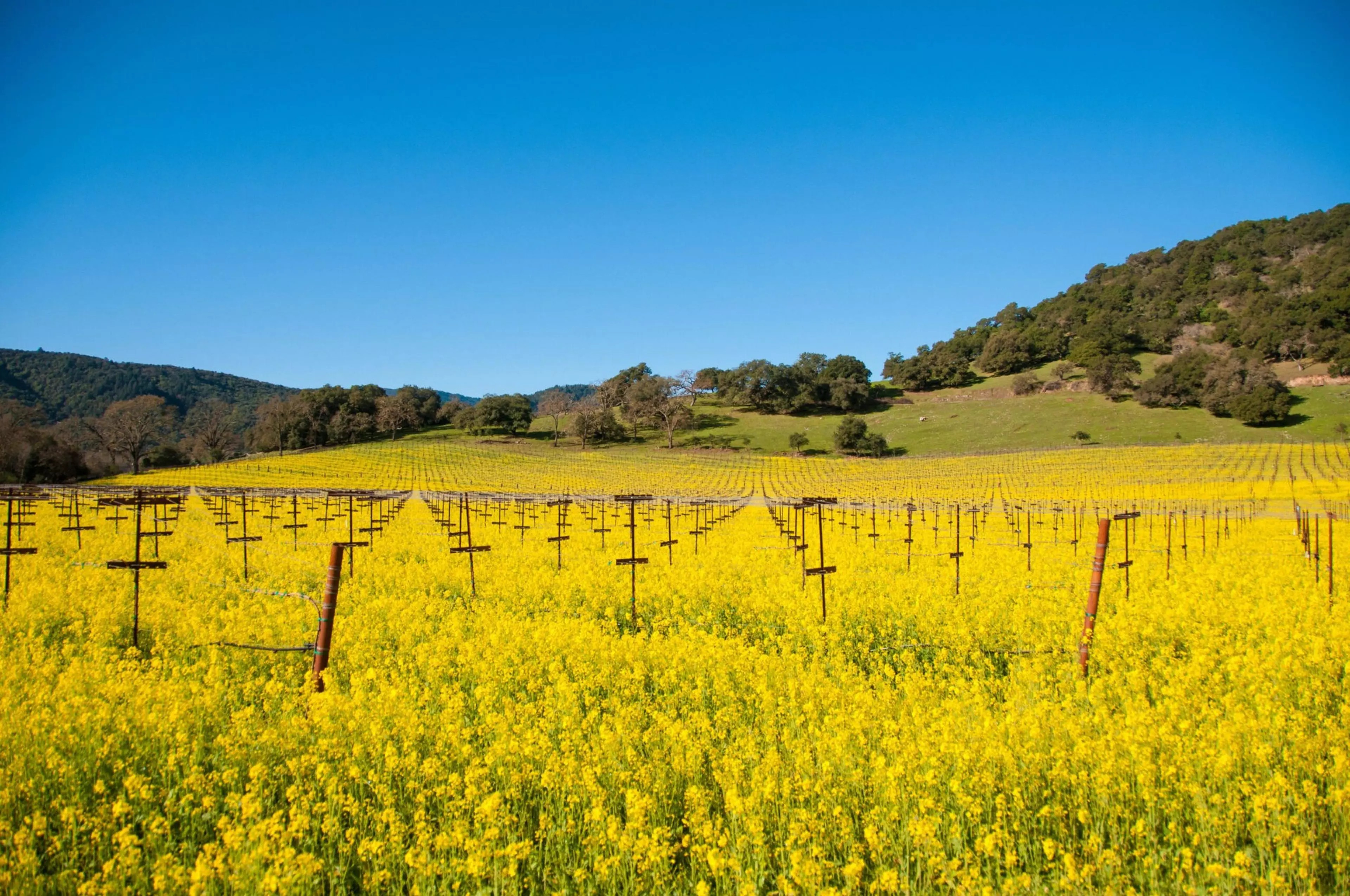 A vast yellow mustard field stretches before gently rolling hills under a clear blue sky, with rows of bare vineyard trellises rising through the flowers.