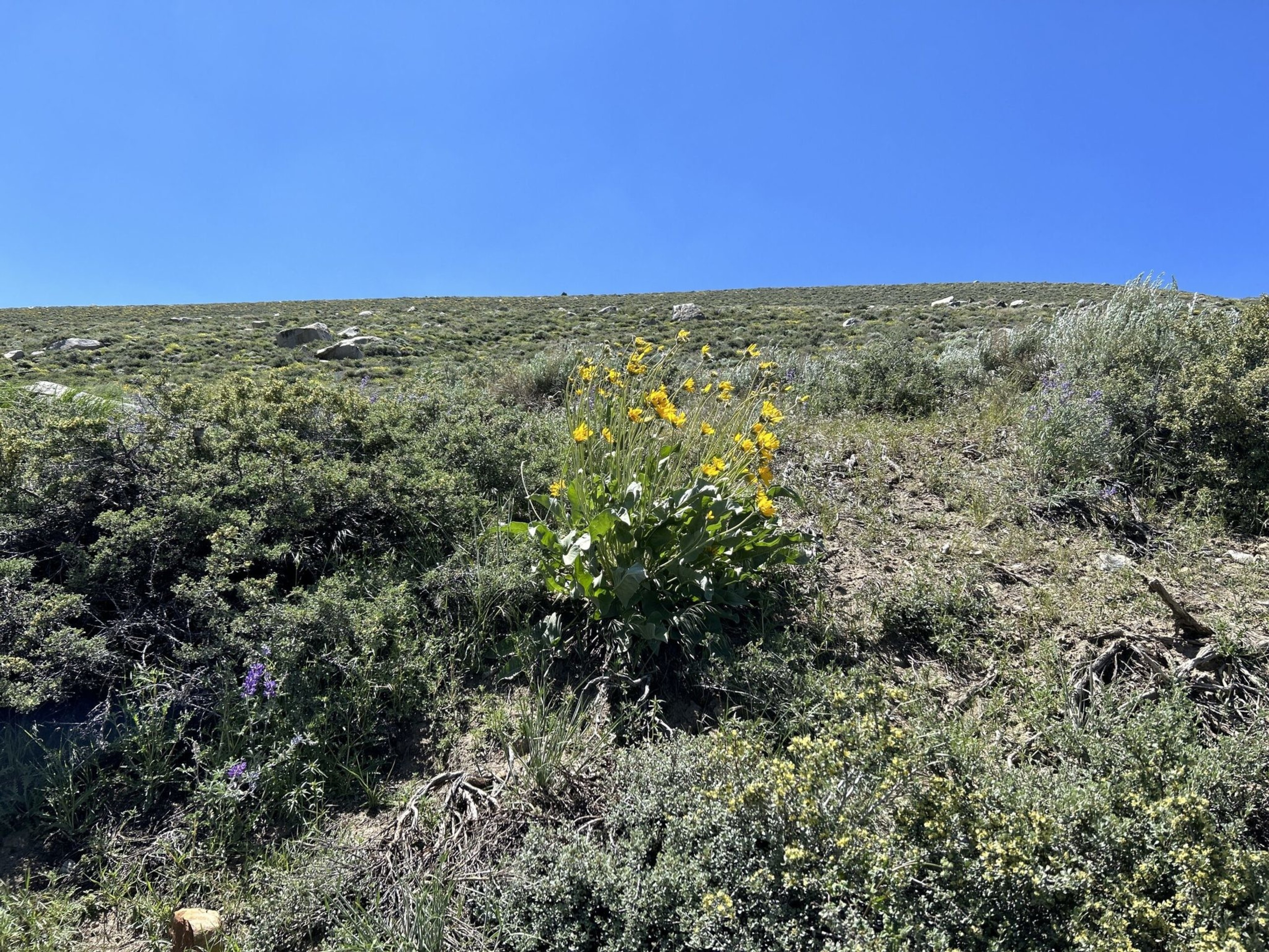 A bush with bright yellow flowers stands out among low green shrubs and grasses on a hillside under a clear blue sky.