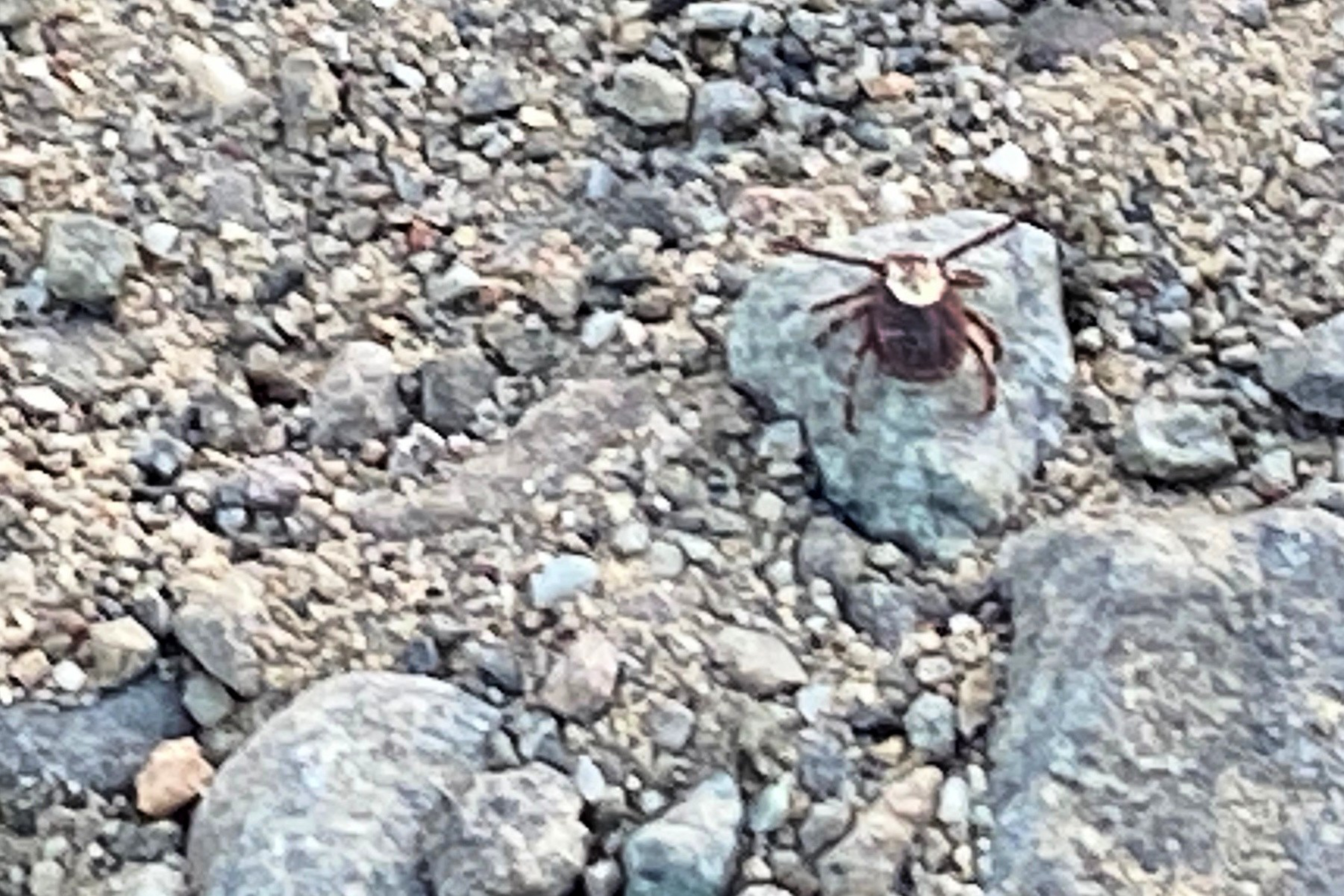 A small spider with a brownish body and long legs is sitting on a gray rock among rough, gravelly dirt.