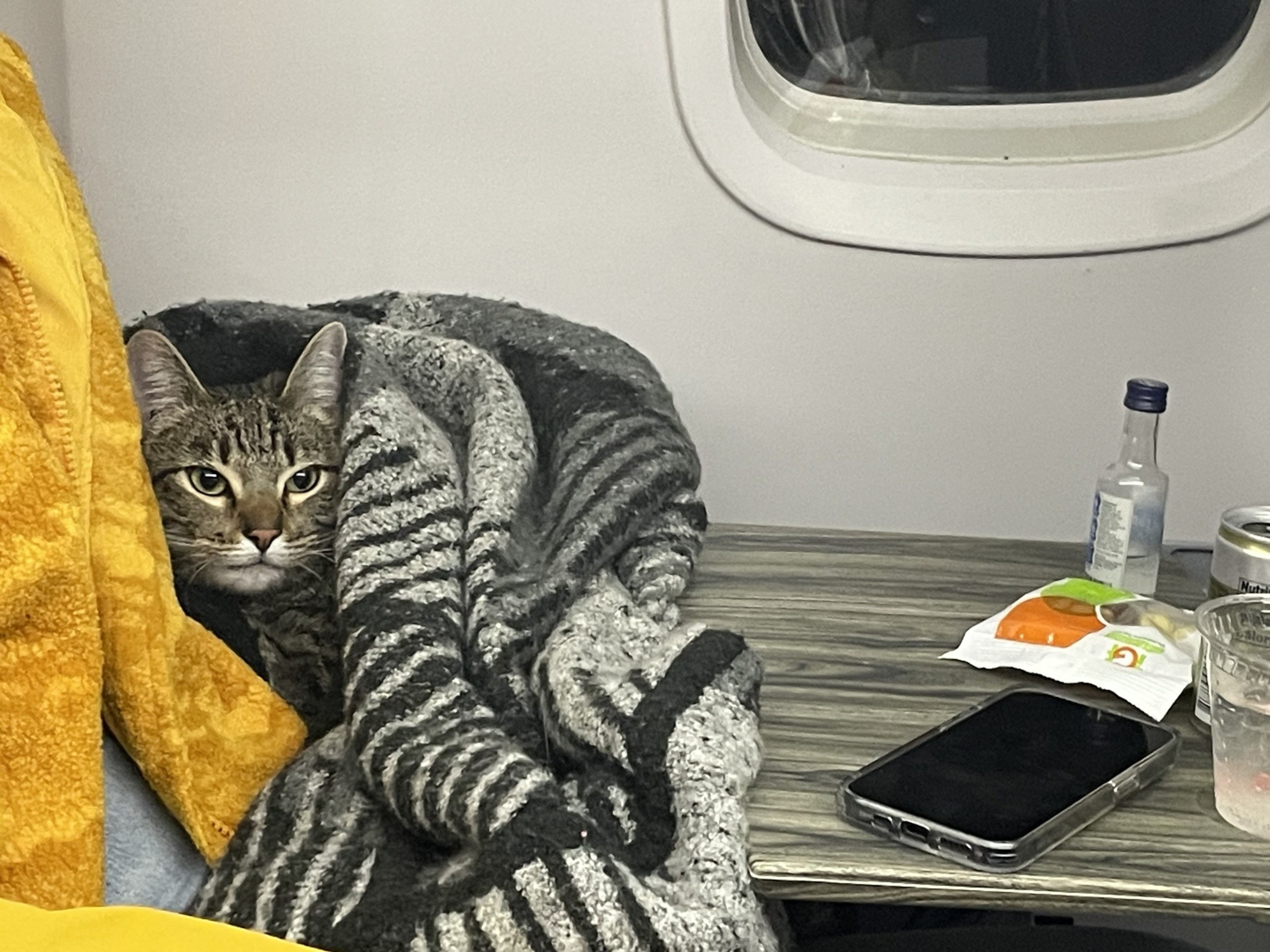 a cat rides on a semi private jet flight.
