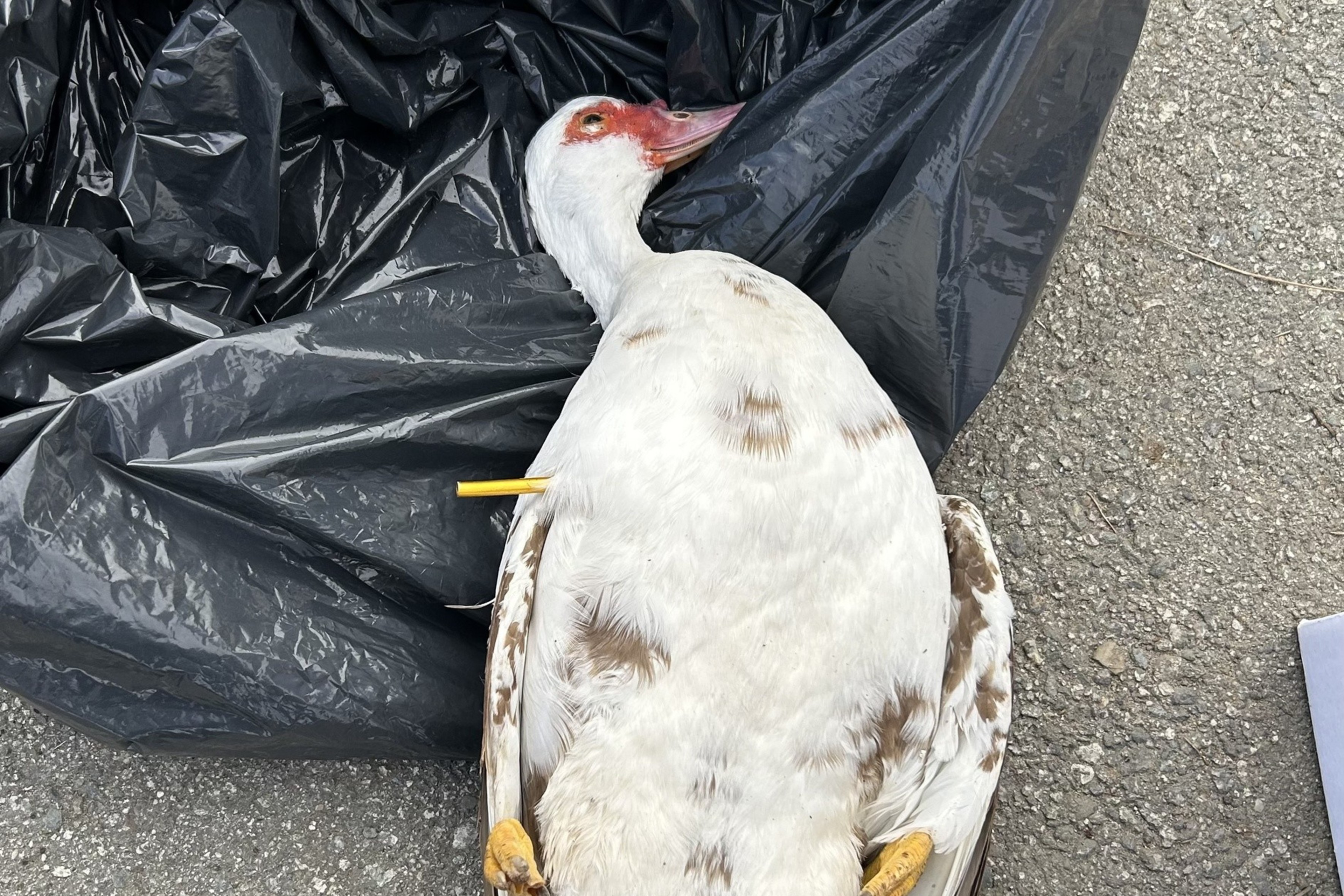 A dead duck with a yellow dart sticking out of its side lies on an asphalt surface.